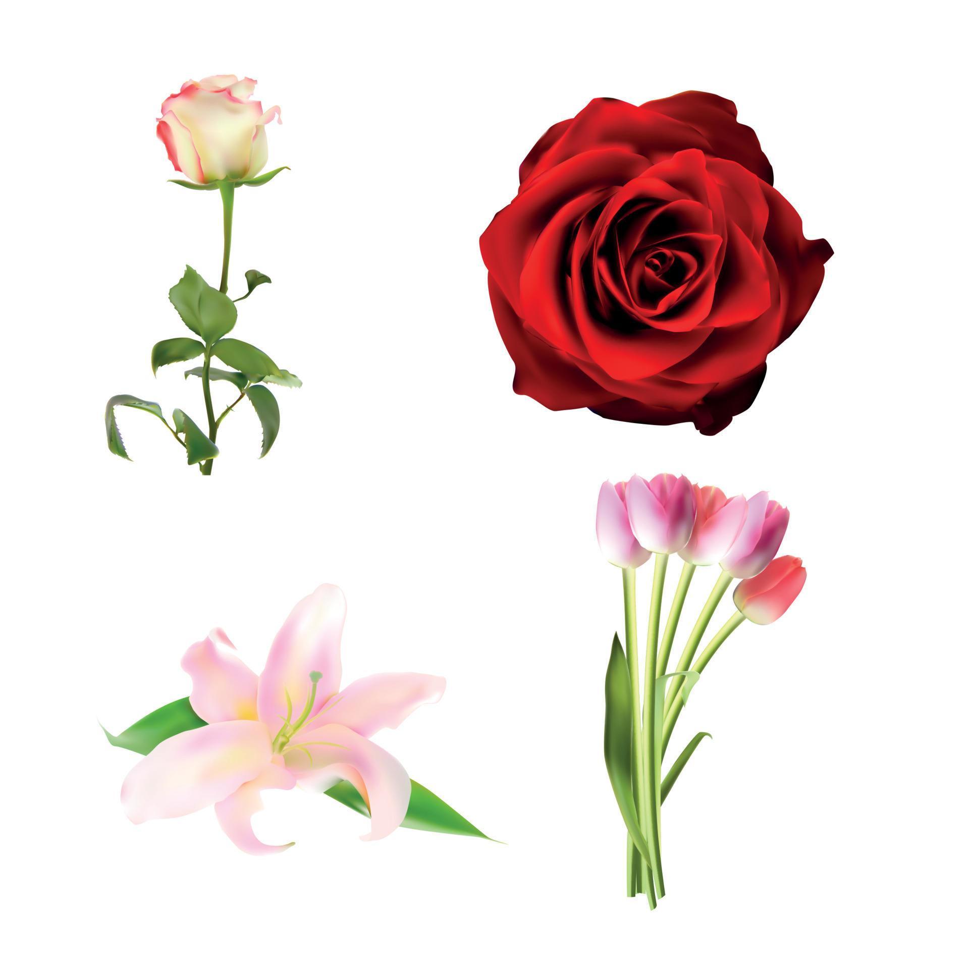 Realistic Flower Set High Quality Vector Illustration Stock Free