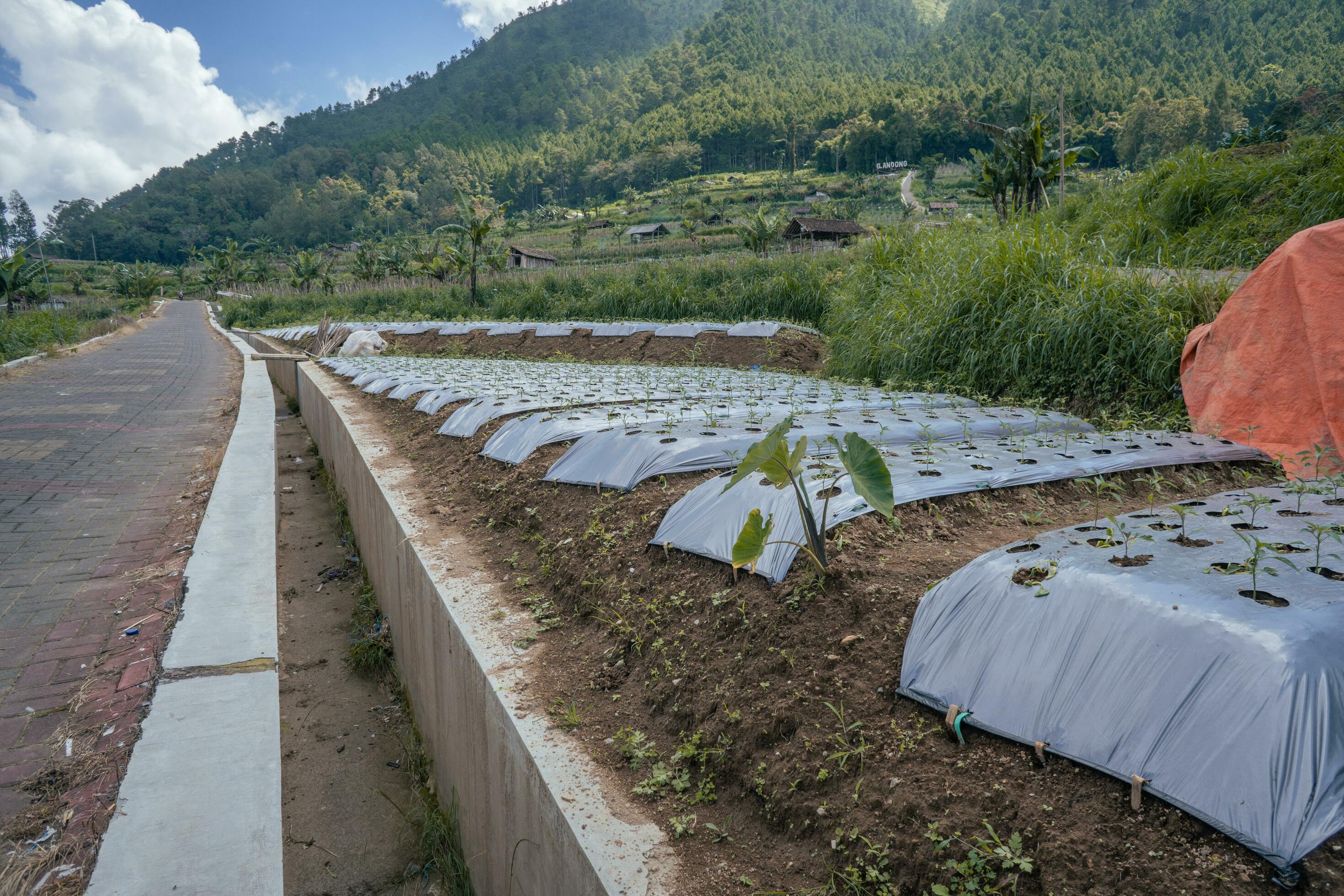 Garden field with terrace method when growing season. The photo is suitable to use for garden field content media, nature poster and farm background. Stock Free