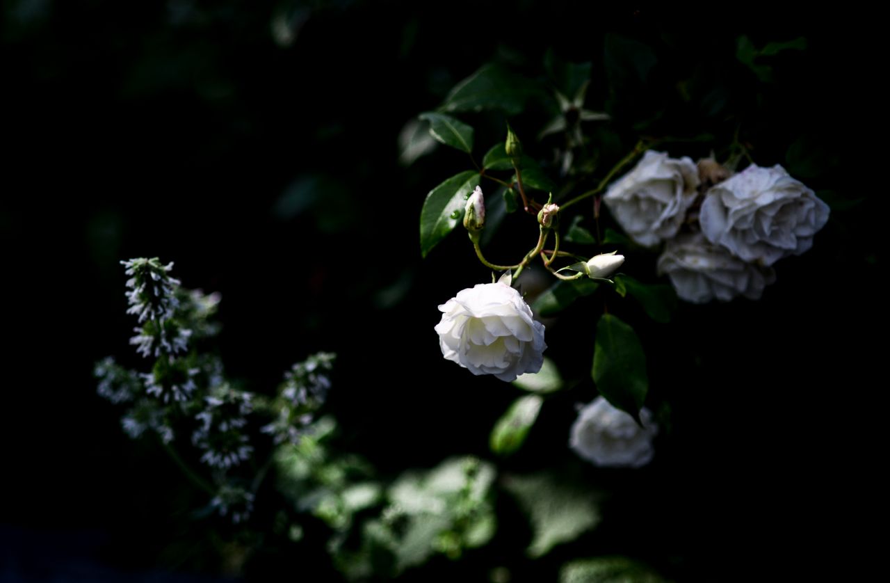 White rose on black background Stock Free