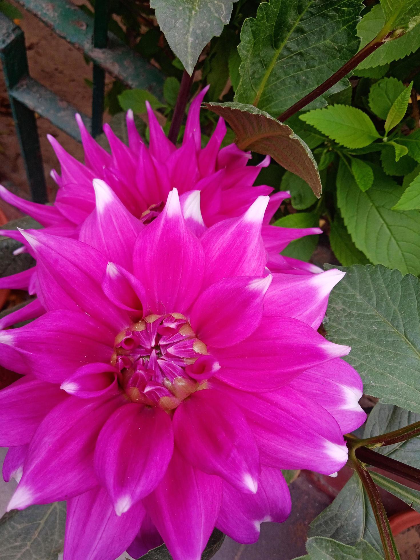 Pink Dahlia pinnata flower. Stock Free