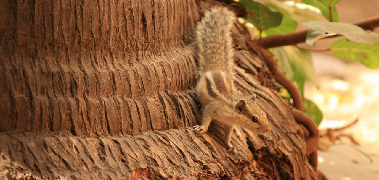 Squirrel Climbing Down Tree Stock Free