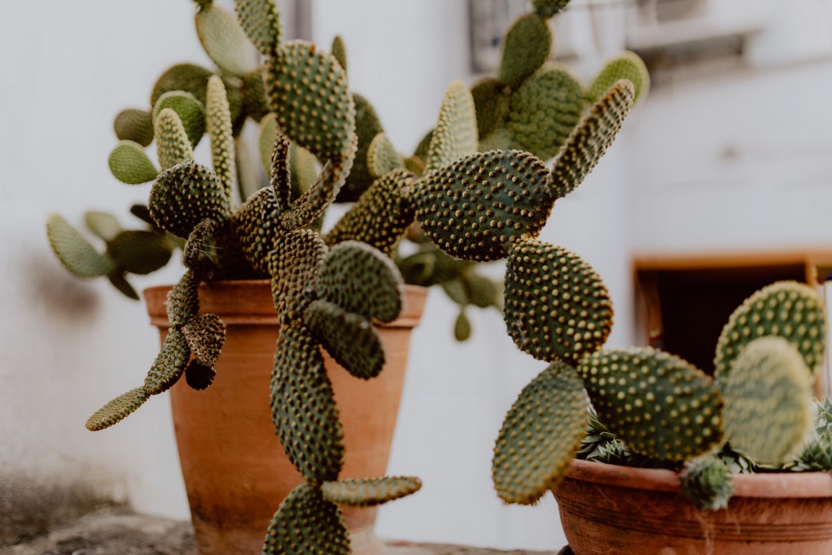 Opuntia in a ceramic pot – Free Stock Photo Images Stock Free