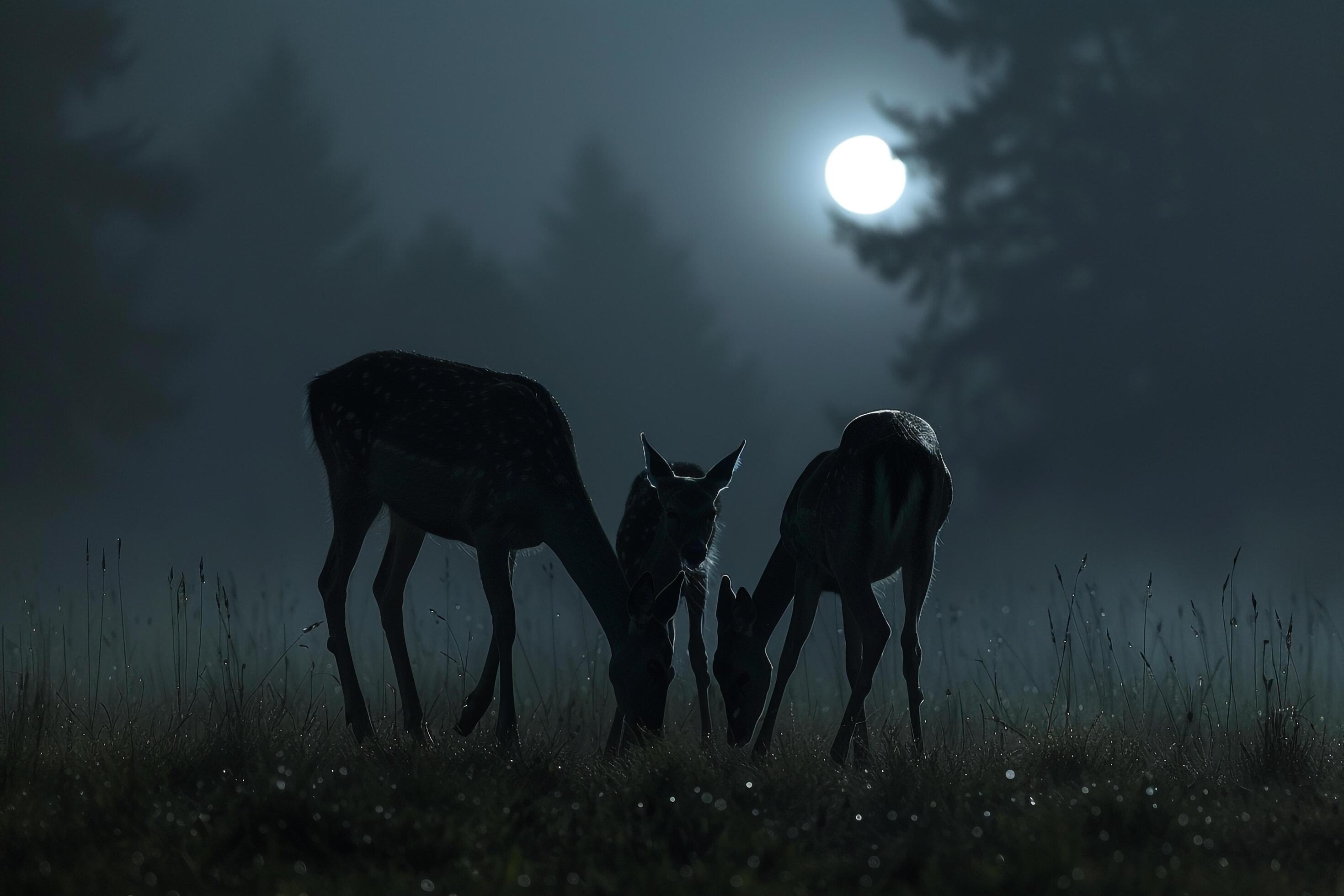 Moonlight Casting Silver Glow on Family of Deer Grazing in Meadow Background in Nature Stock Free