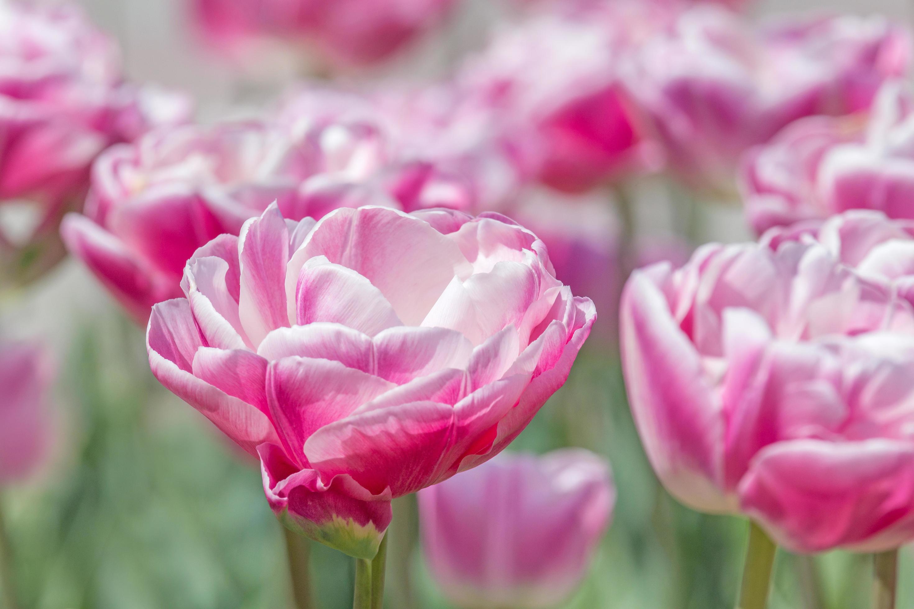 close up of peony tulip flowers in garden at spring Stock Free