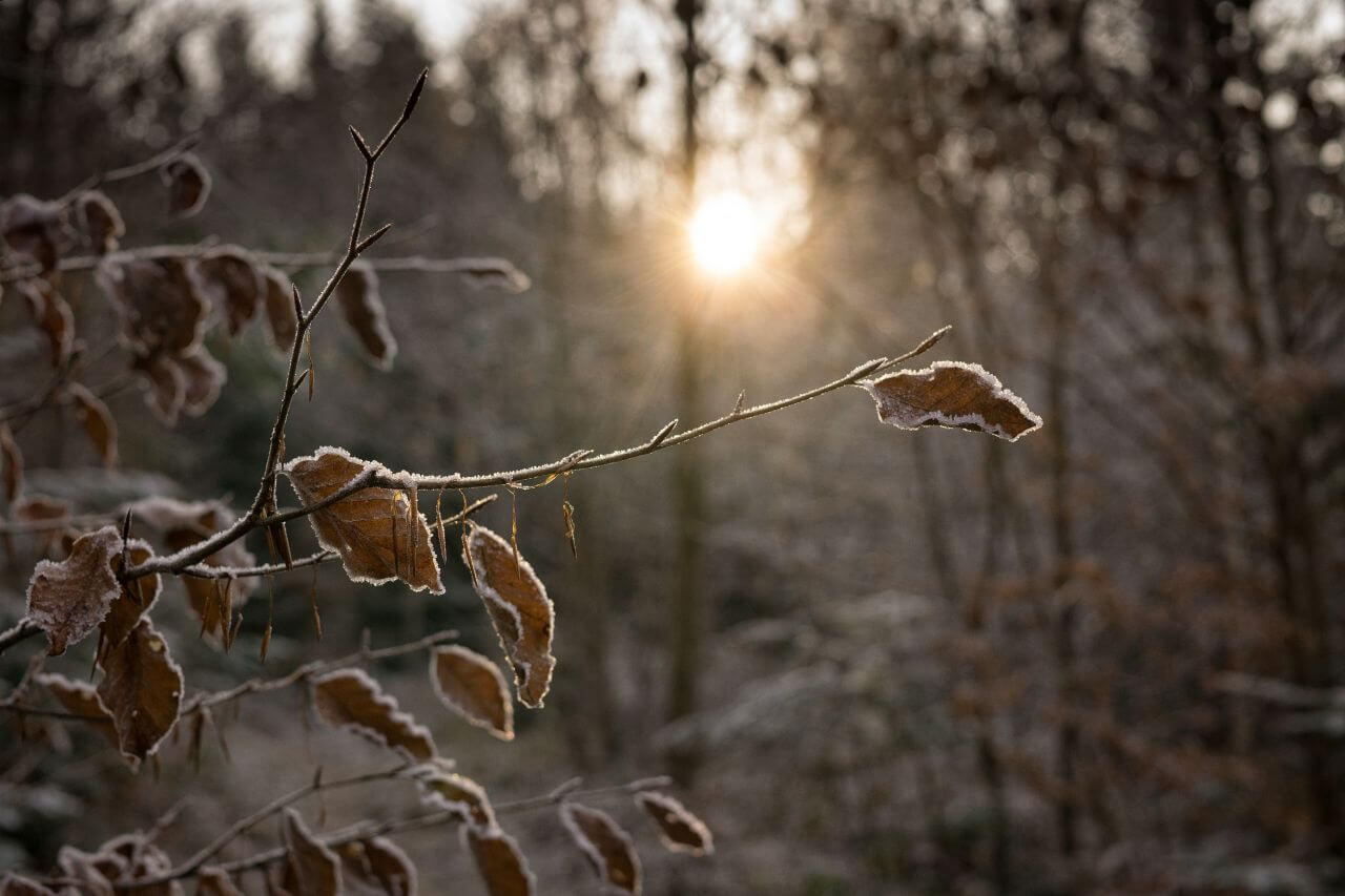 Branches Stock Free