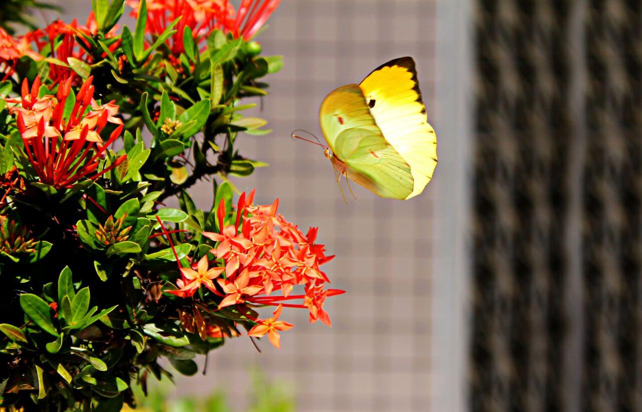 Butterfly Stock Free