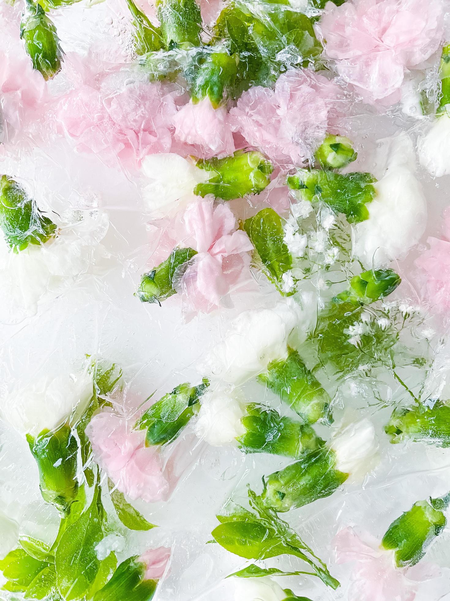 carnation, garden flowers frozen in ice. backgraund Stock Free