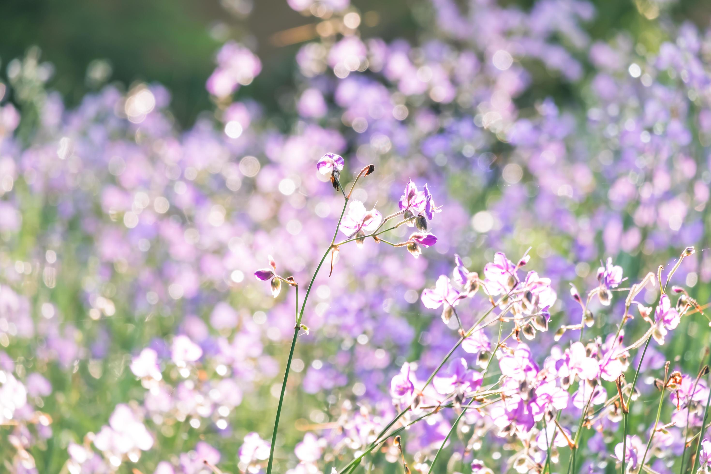 blurred,Purple flower blossom on field. Beautiful growing and flowers on meadow blooming in the morning,selective focus Stock Free