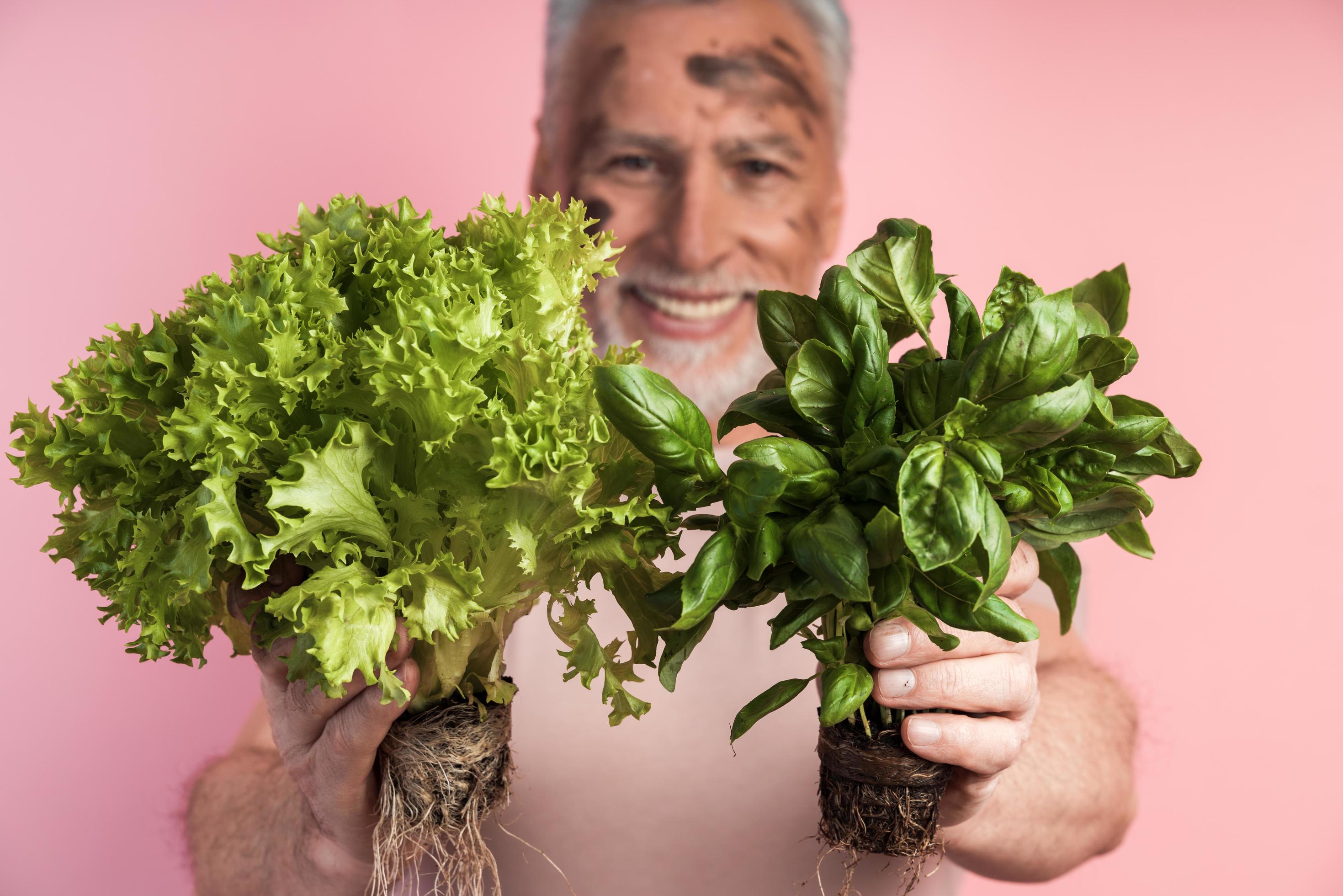 Close-up view, senior man holding fresh food – lettuce and basil Stock Free