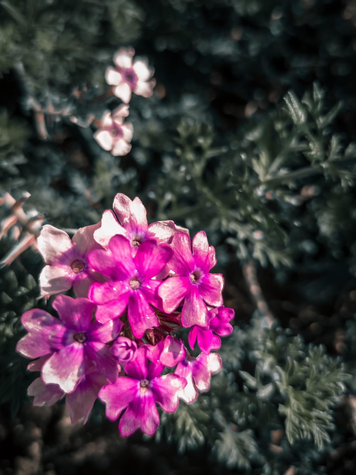 close up beautiful purple flowers in the garden. Selective focus nature. vintage blurred background for appication facebook, tiktok. Stock Free