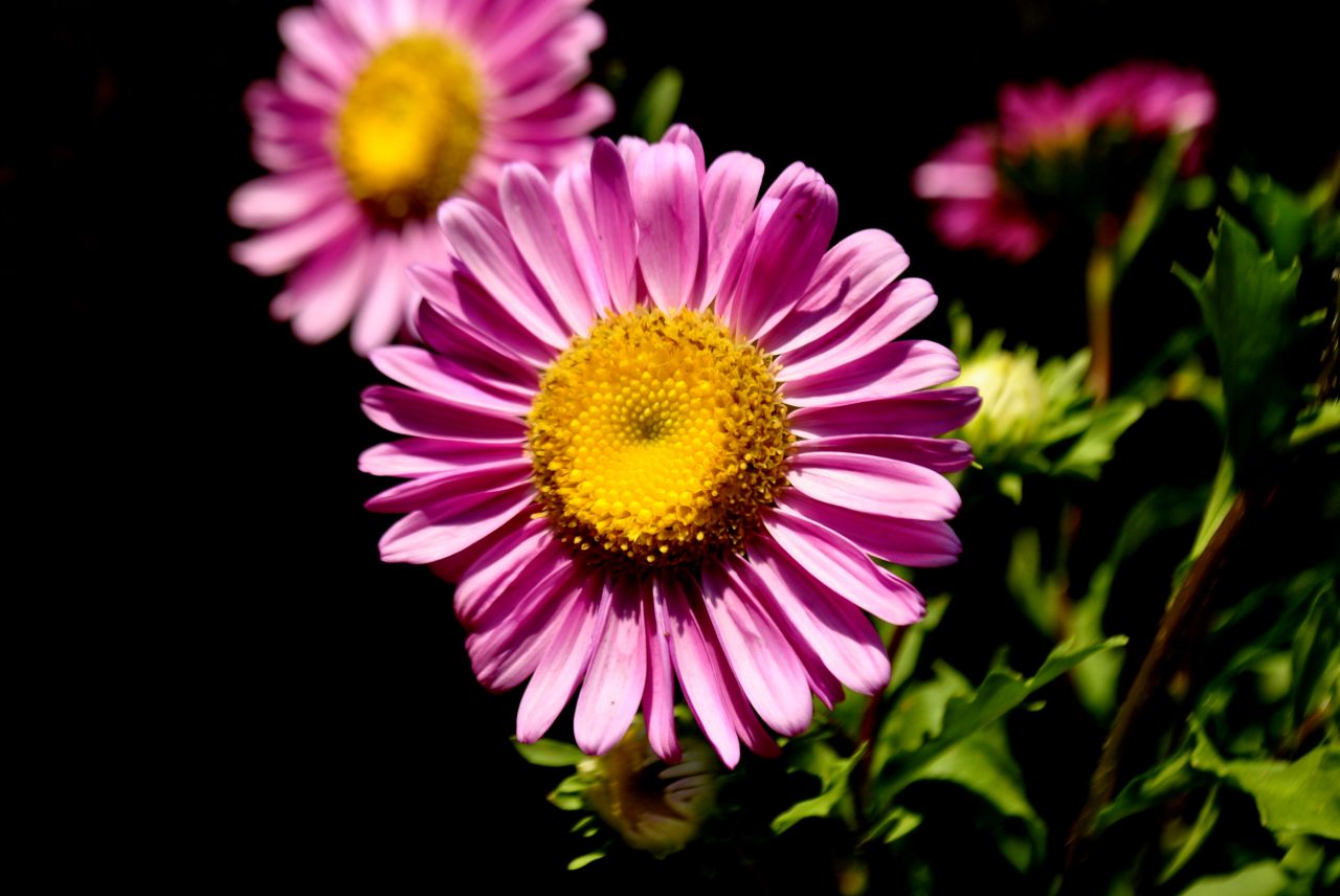 Pink Flower Stock Free