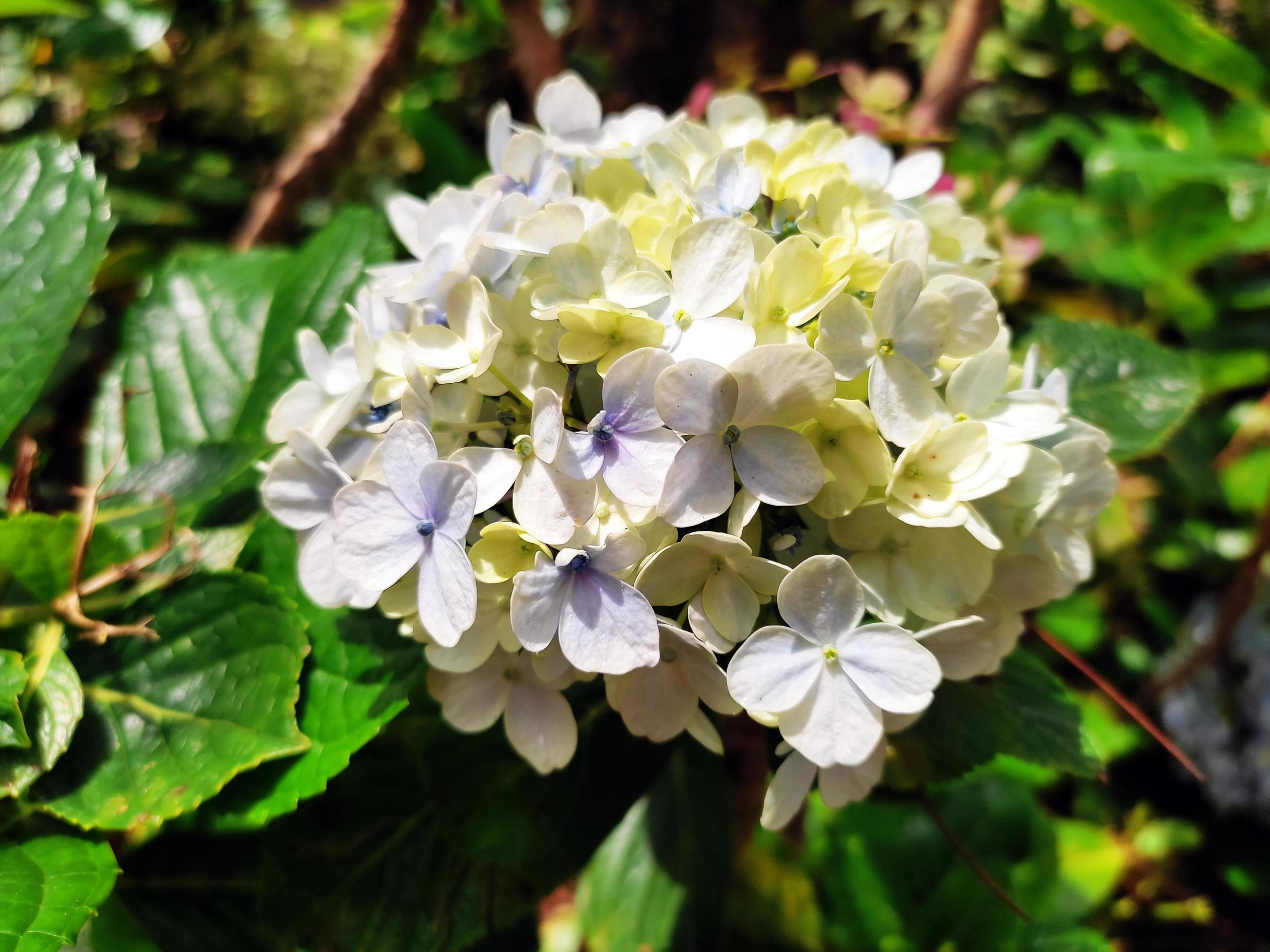 Hortensia flower or Hydrangea Macrophylla in the garden, with morning day light. Stock Free