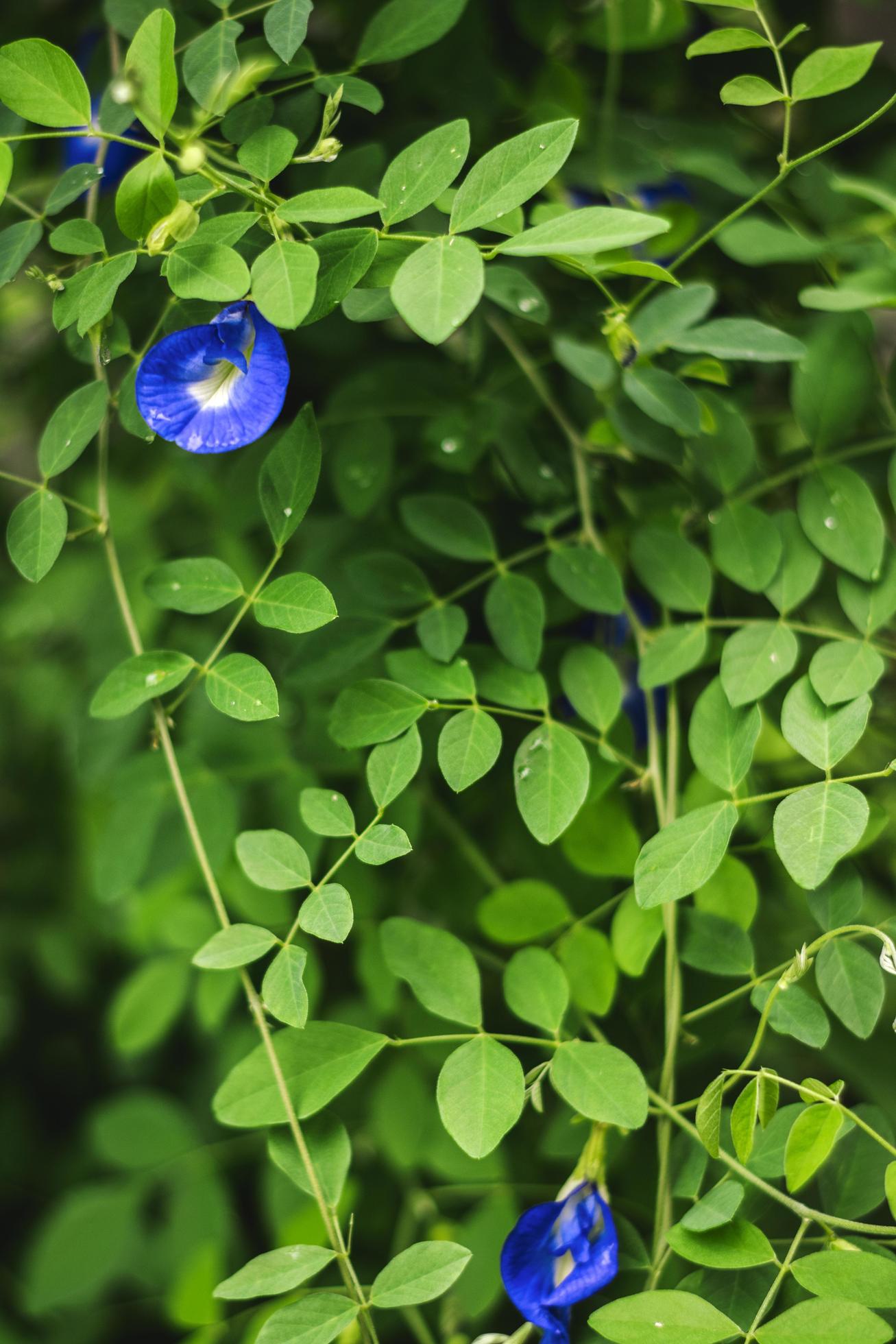 a butterfly pea flower Stock Free