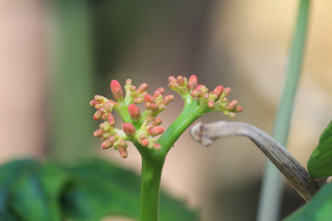 Wild Flowers Pod Buds Stock Free