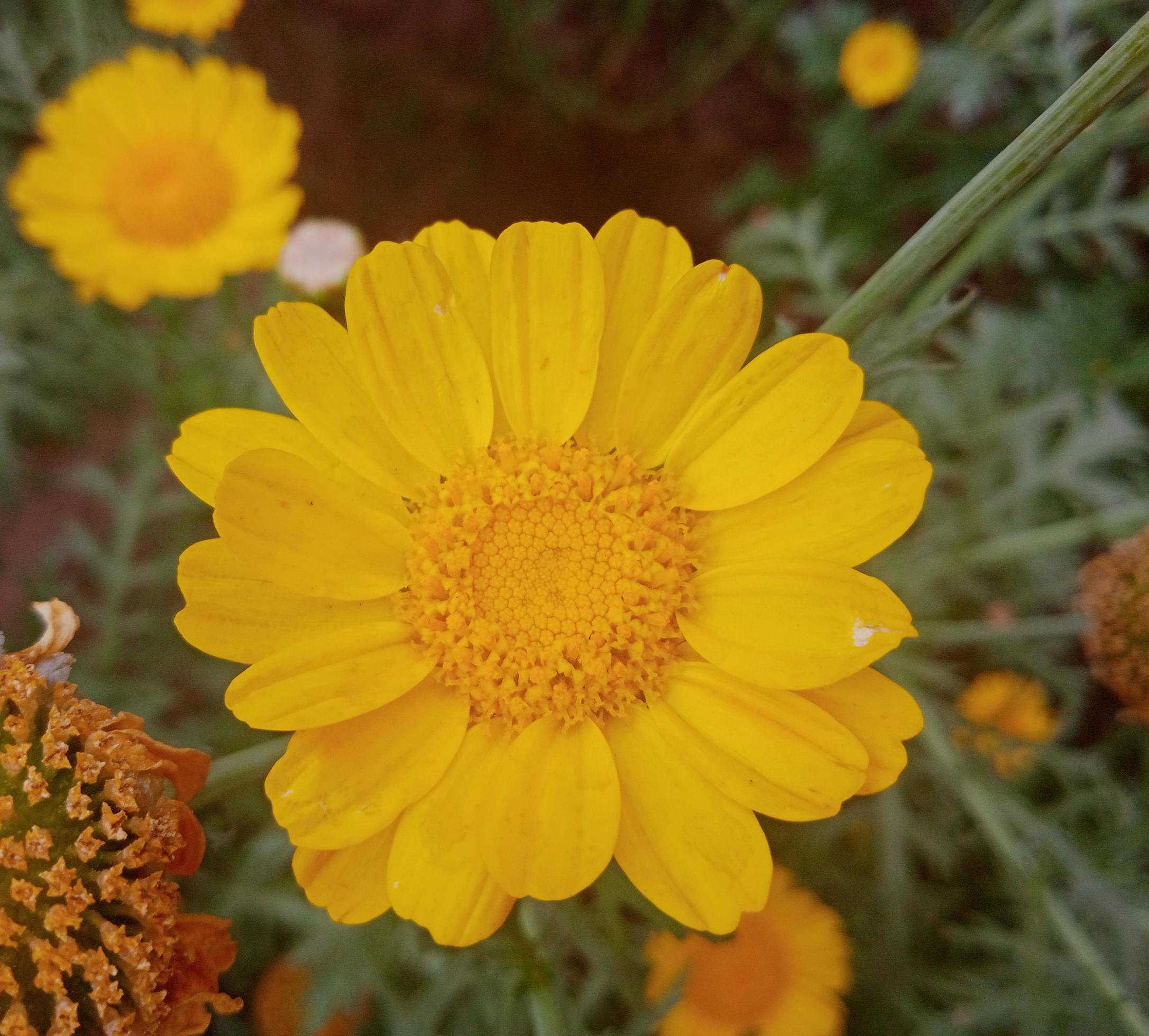 daisy flower photo Stock Free