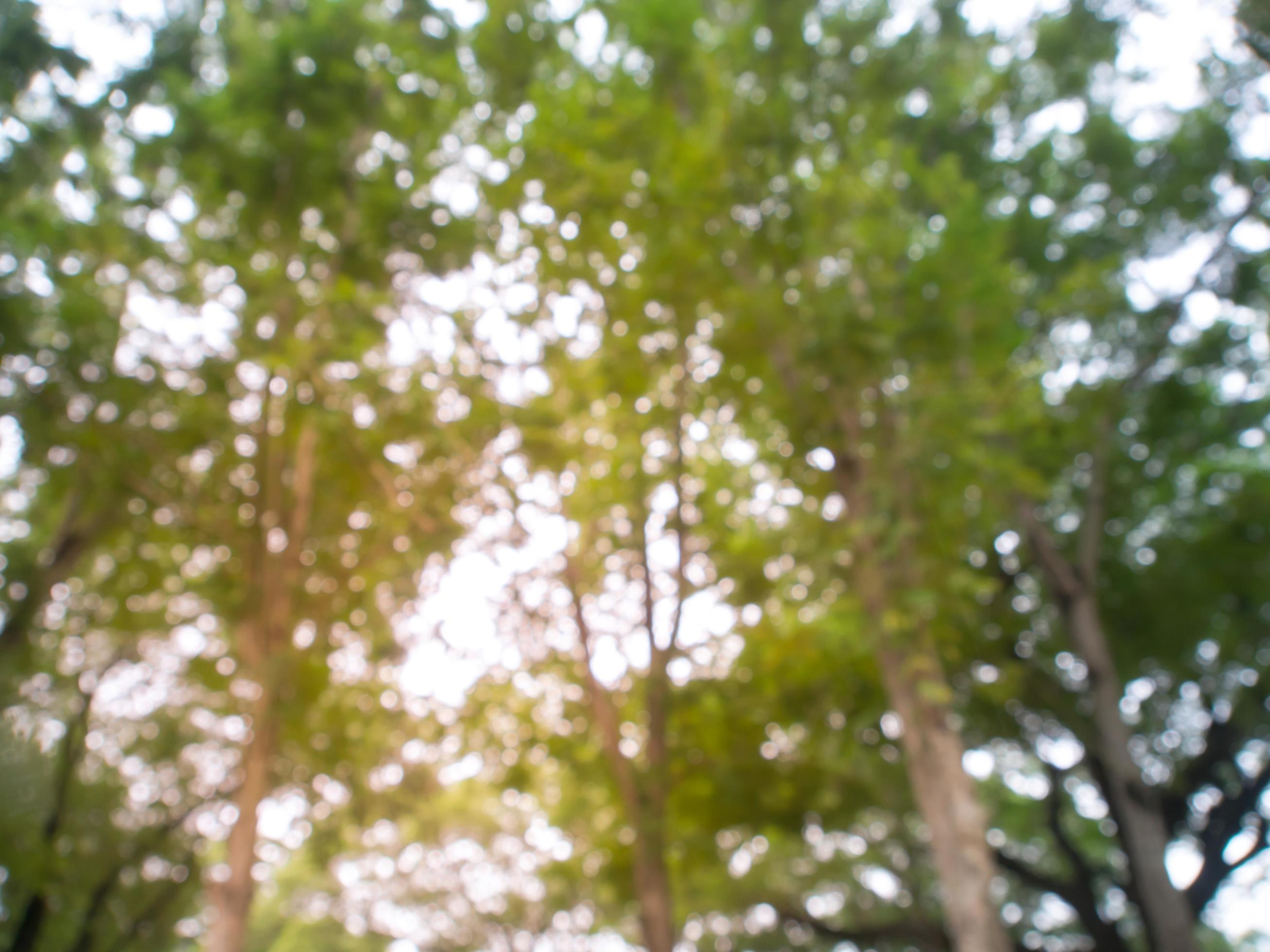 Blurred image natural green leaves background wallpaper Stock Free