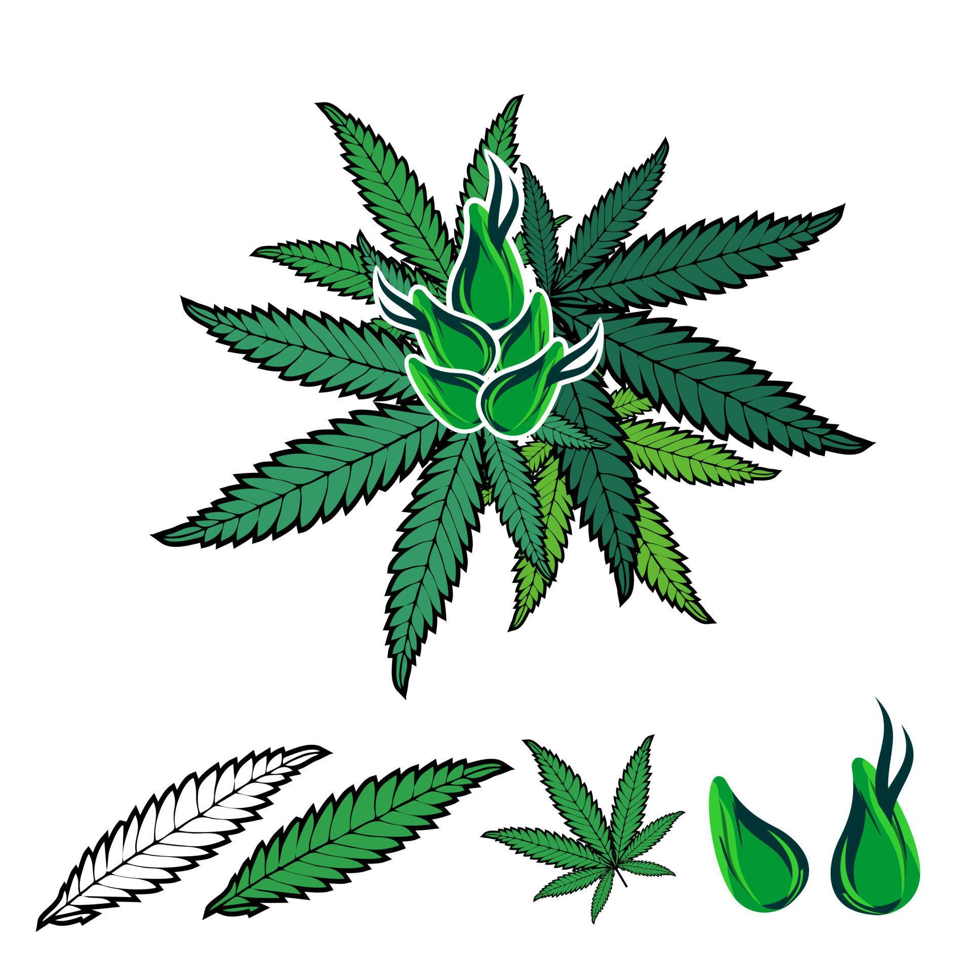 marijuana leaf and flower vector image Stock Free