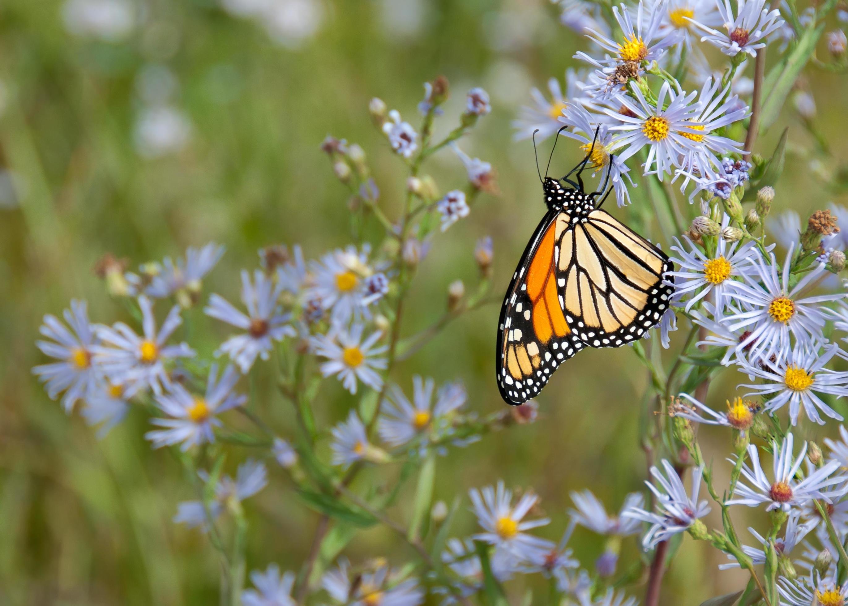 Monarch butterfly on flowers Stock Free