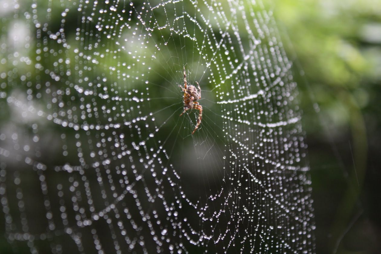 Spider in a web Stock Free