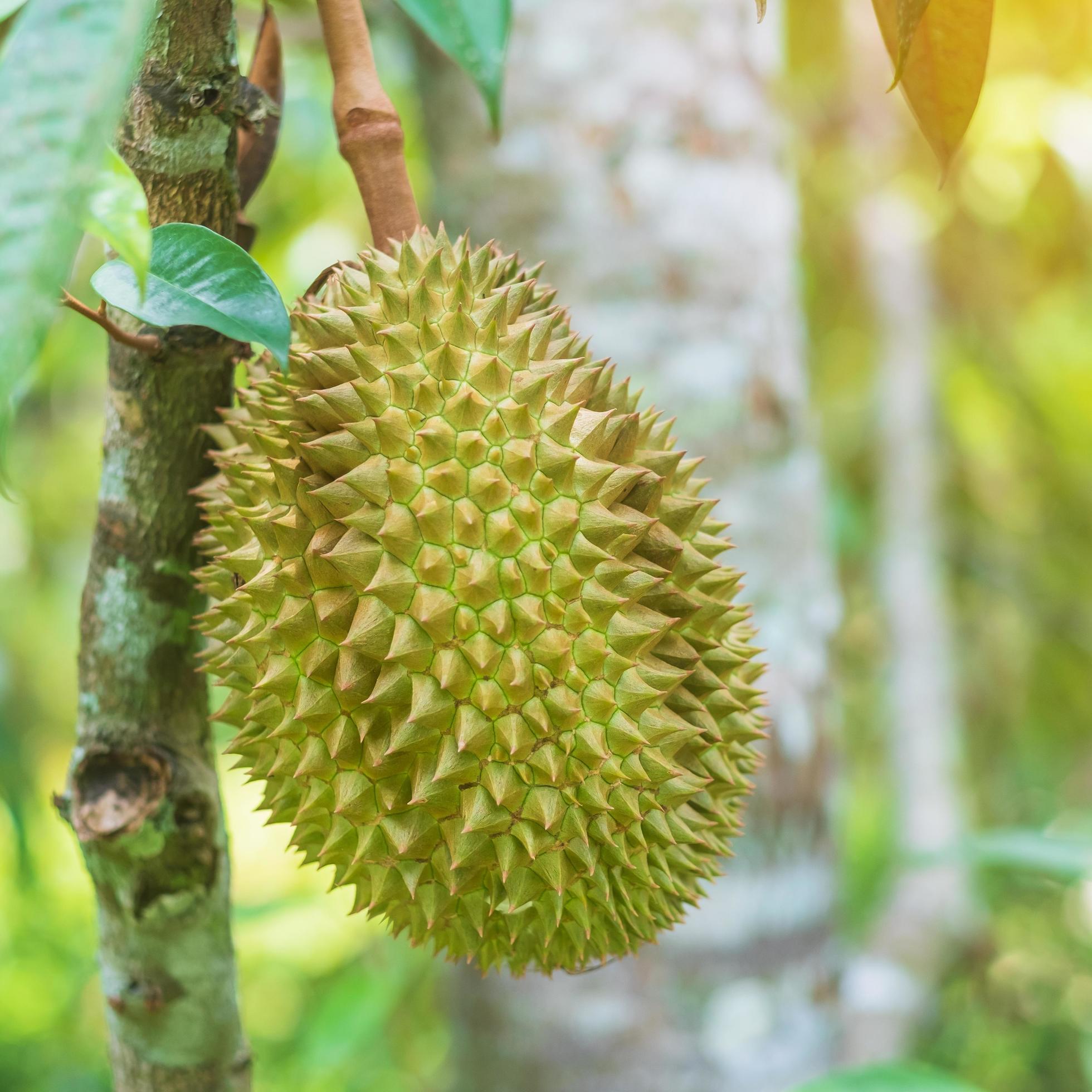 Fresh Durian hanging on tree in garden background, king of fruit Thailand. Famous Southeast food and Asian Exotic tropical Fruit concept Stock Free