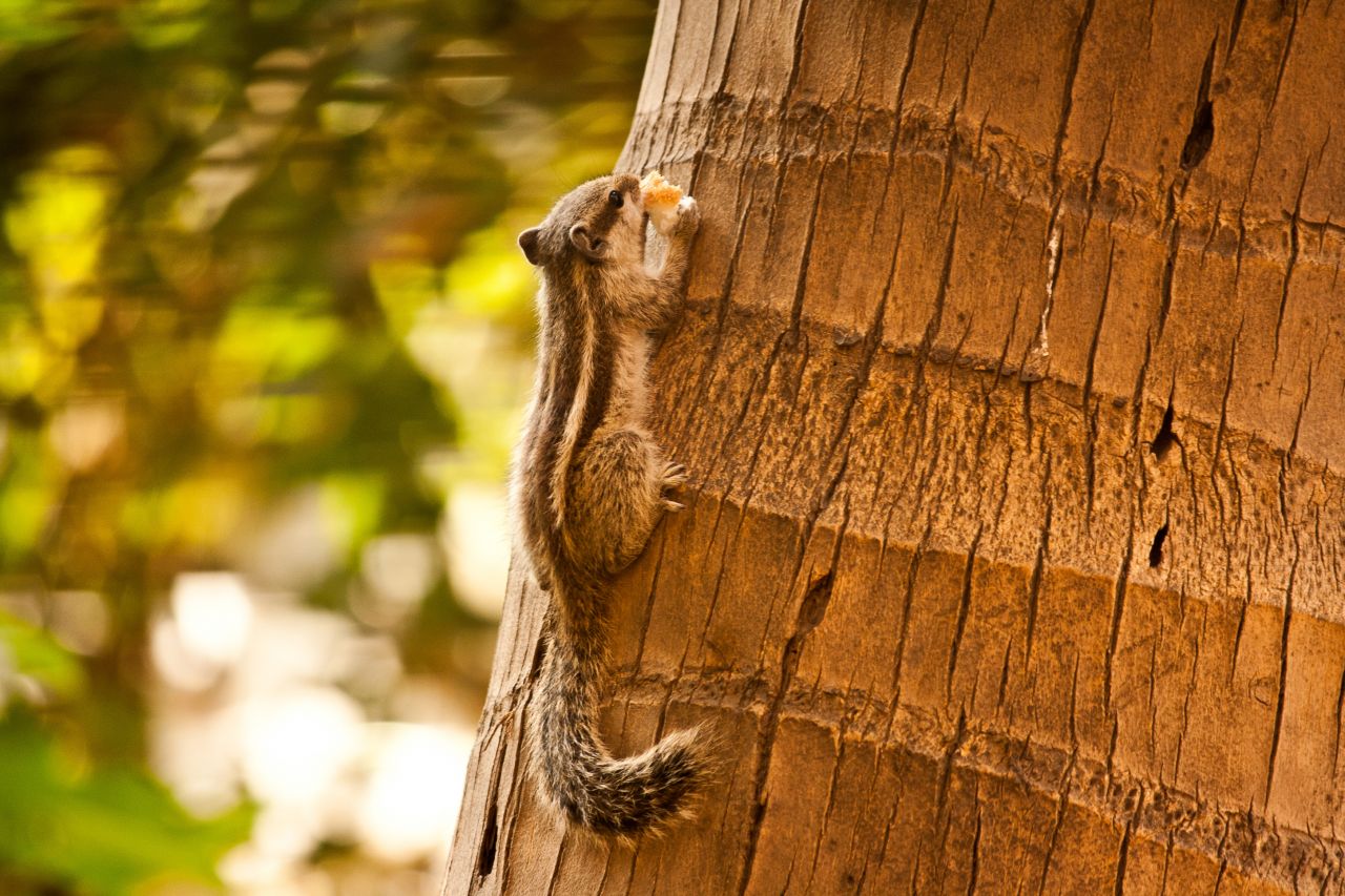 Squirrel Eating On Tree Stock Free