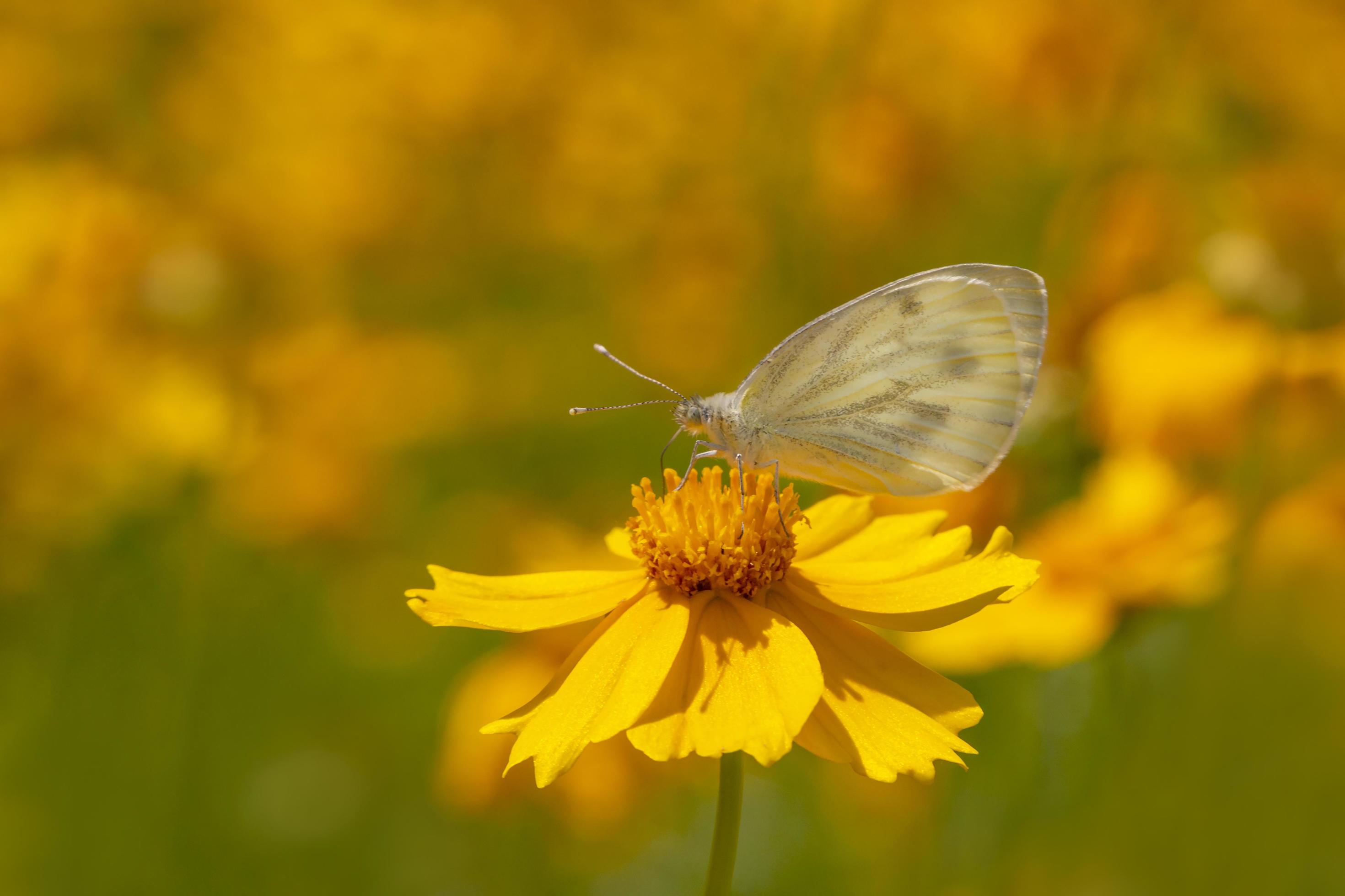 small white butterfly sitting on yellow flower Stock Free