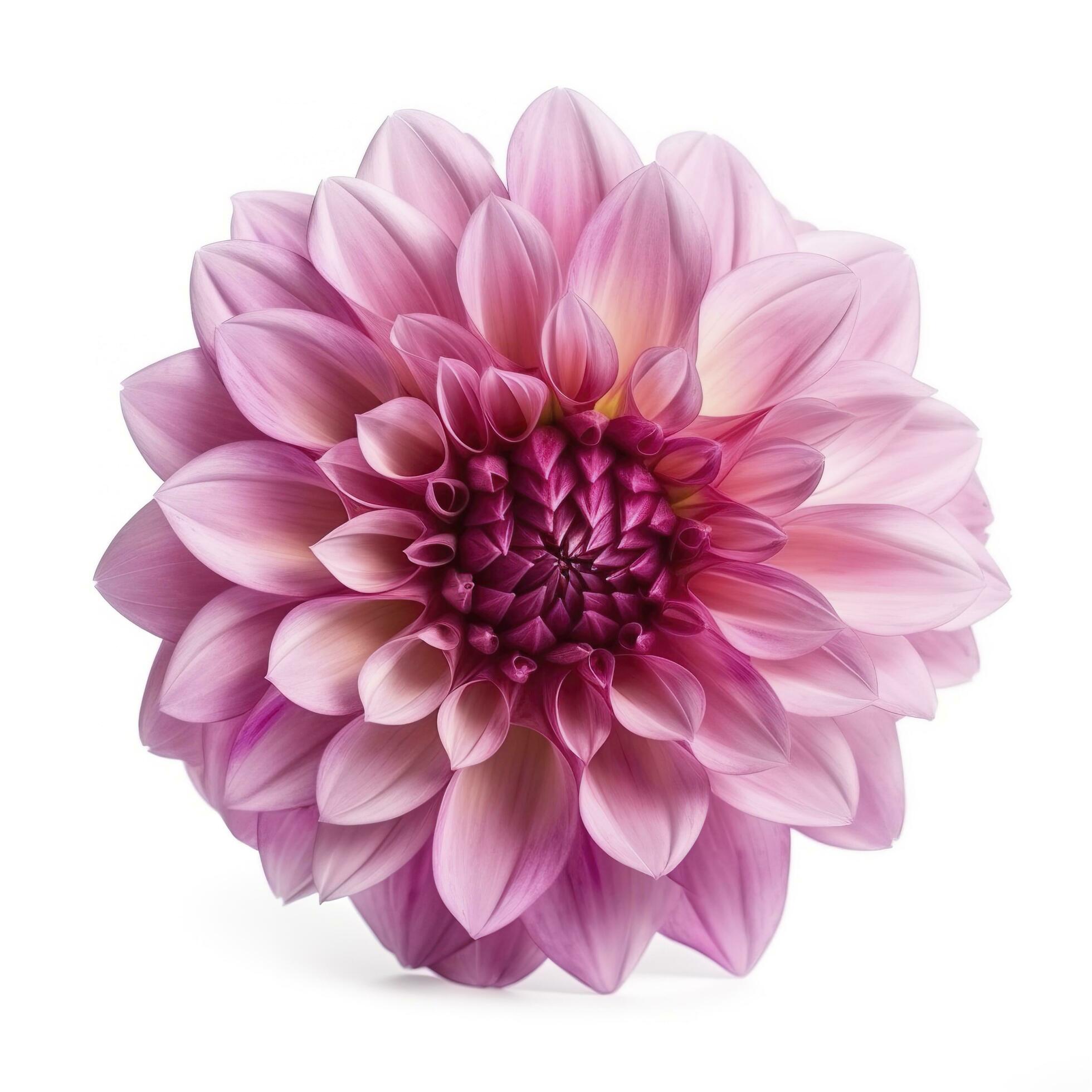 pink flower dahlia on a white background isolated with clipping path. Closeup. for design. Dahlia, generate ai Stock Free