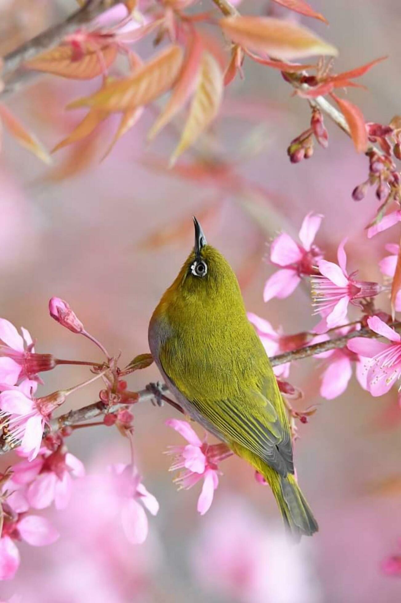 Beautiful bird Setting on a branch Stock Free