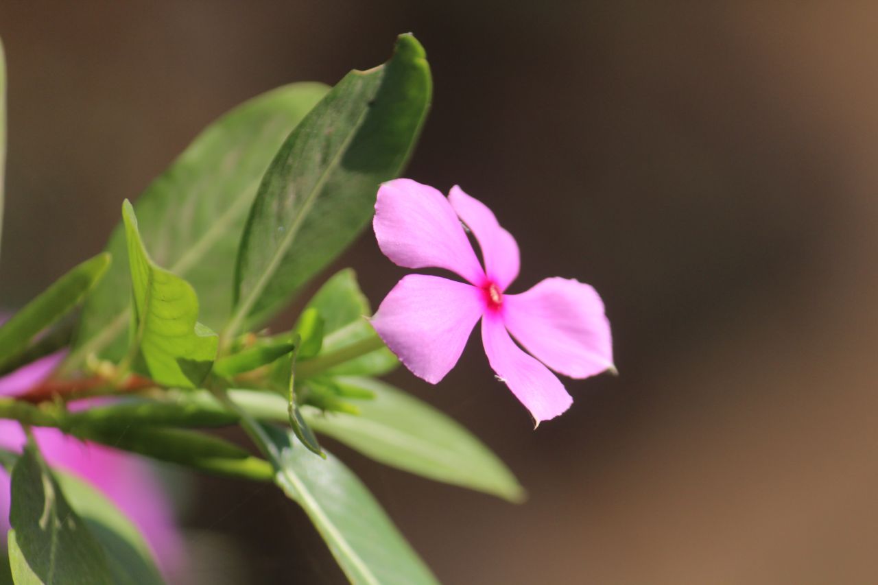 Pink Flower Stock Free