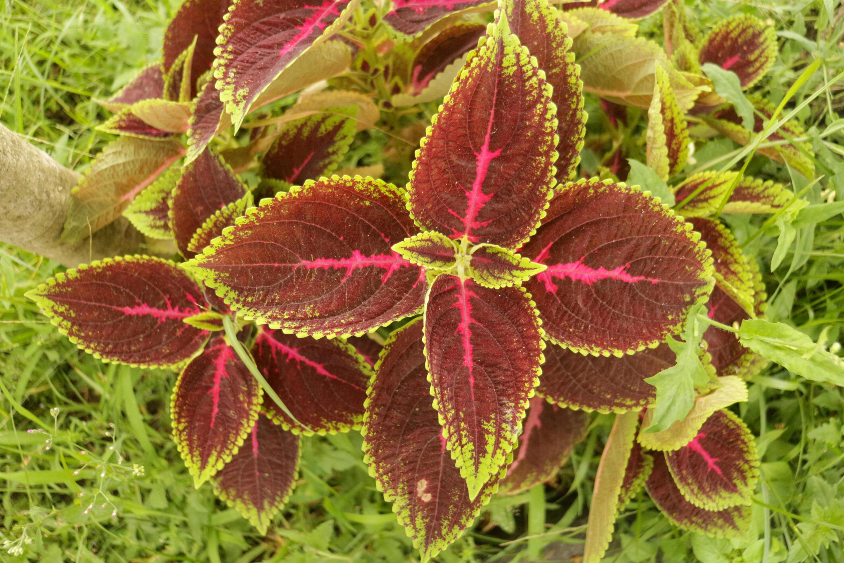 Plectranthus scutellarioides or coleus, a species of flowering plant in the family Lamiaceae Stock Free