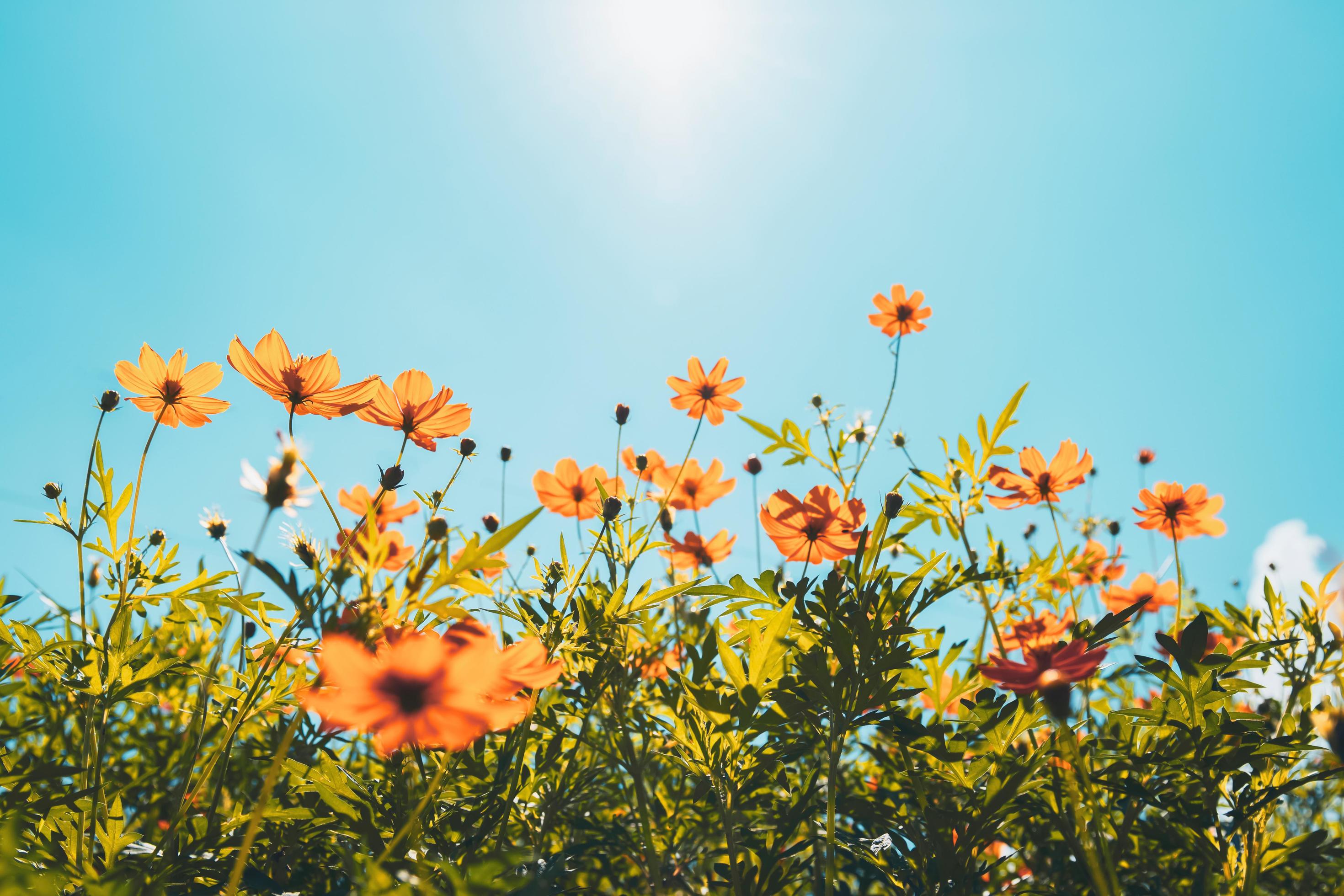 yellow flower cosmos bloom with sunshine and blue sky background Stock Free