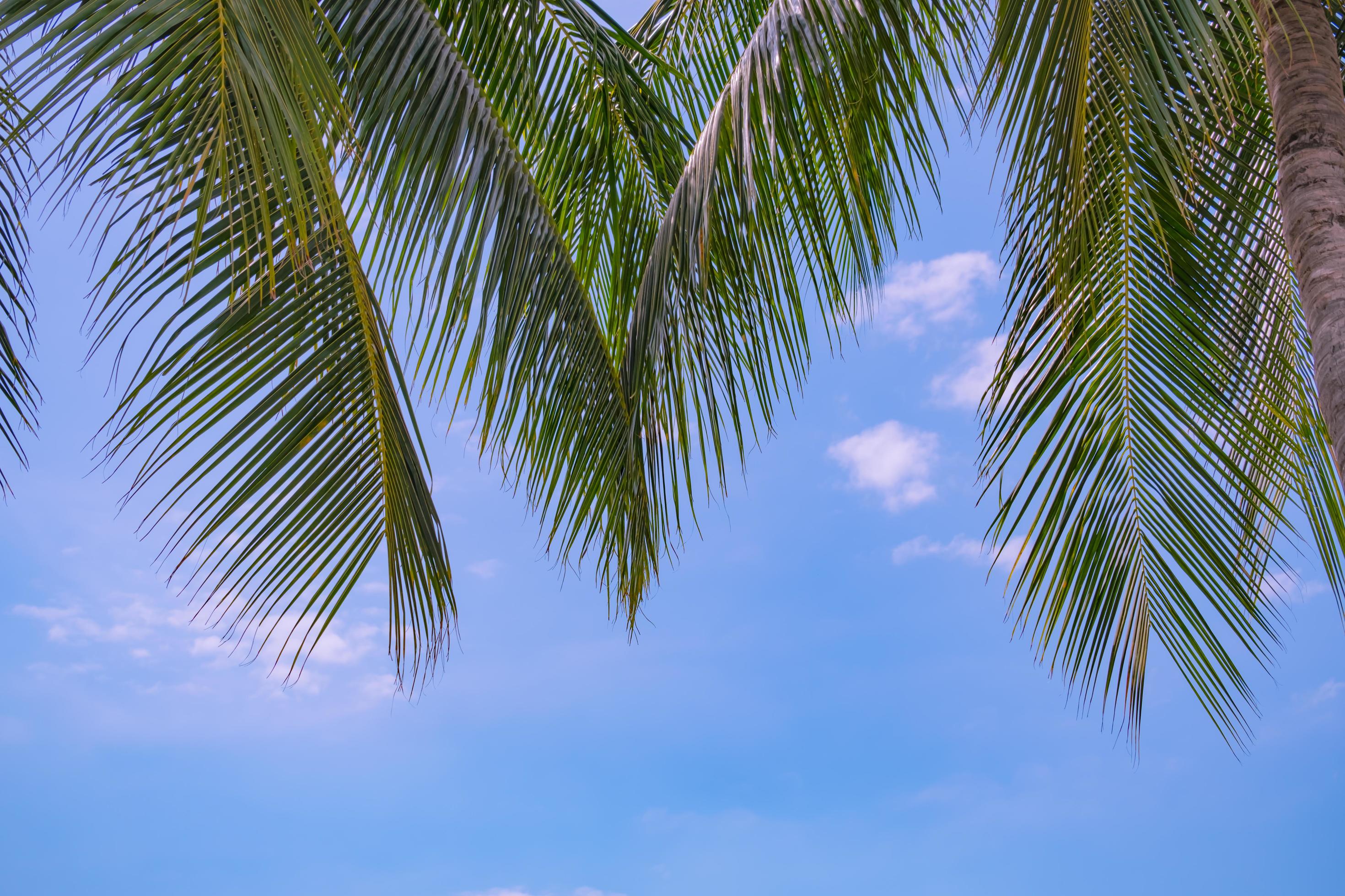 
									Palm trees and tropical plants on blue sky natural background. Stock Free