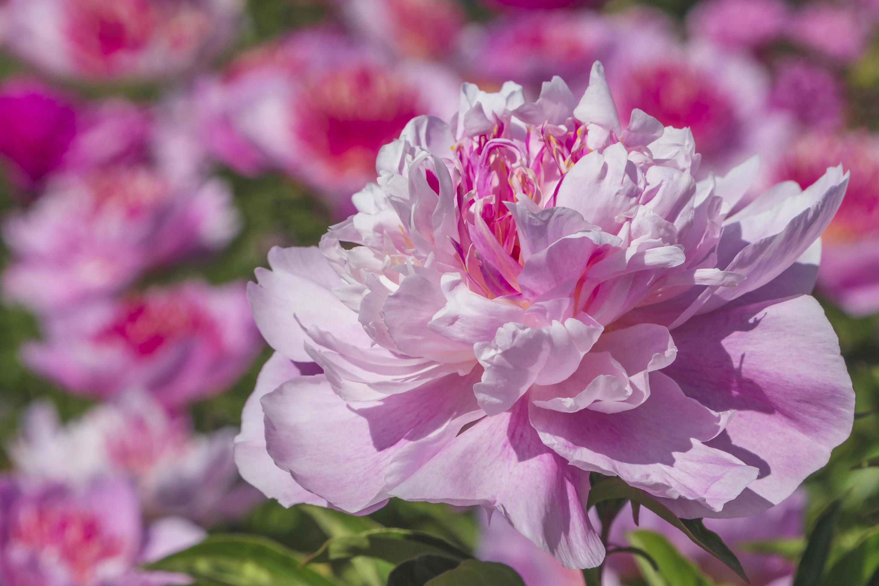 pink peony flower in garden at summer Stock Free