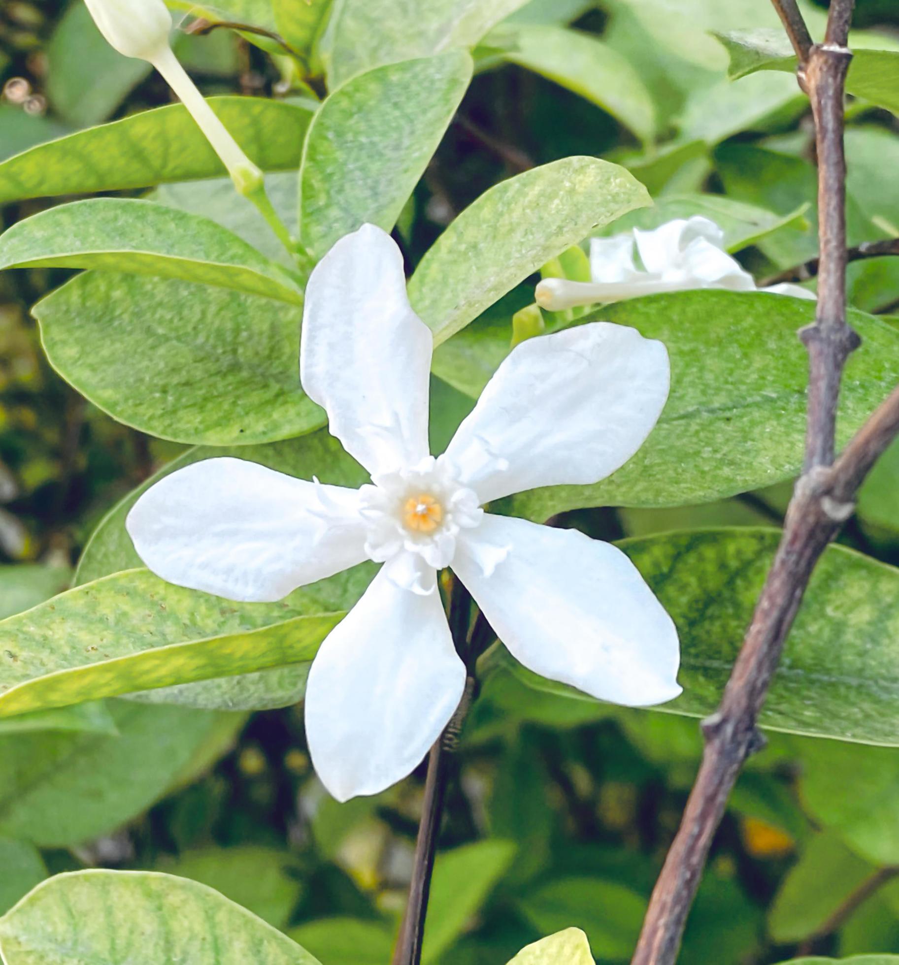 Five-petaled white jasmine flowers are blooming,white color,small five petals with yellow pollen Stock Free