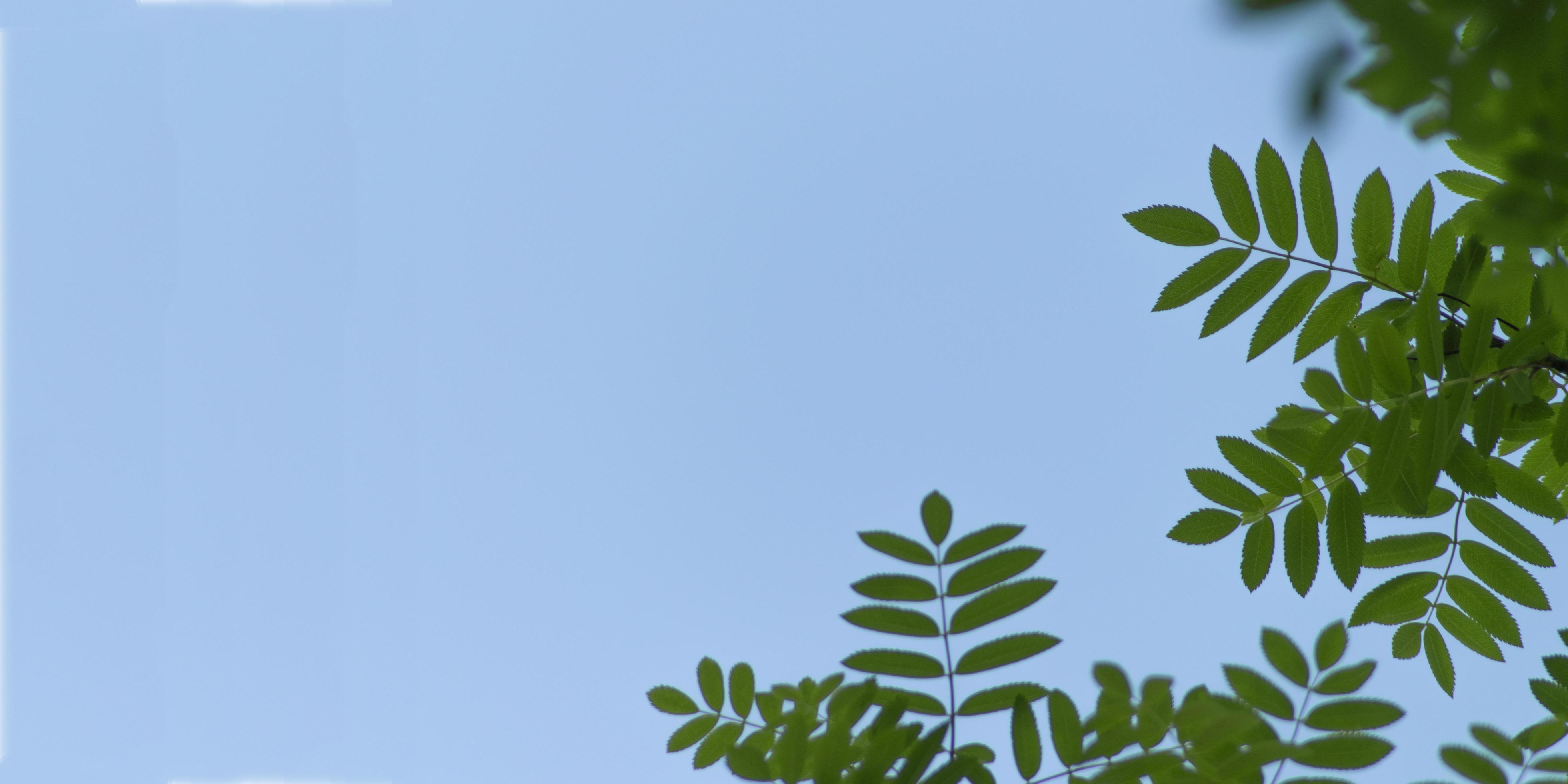 abstract green bokeh nature leaves texture on blue sky background Stock Free