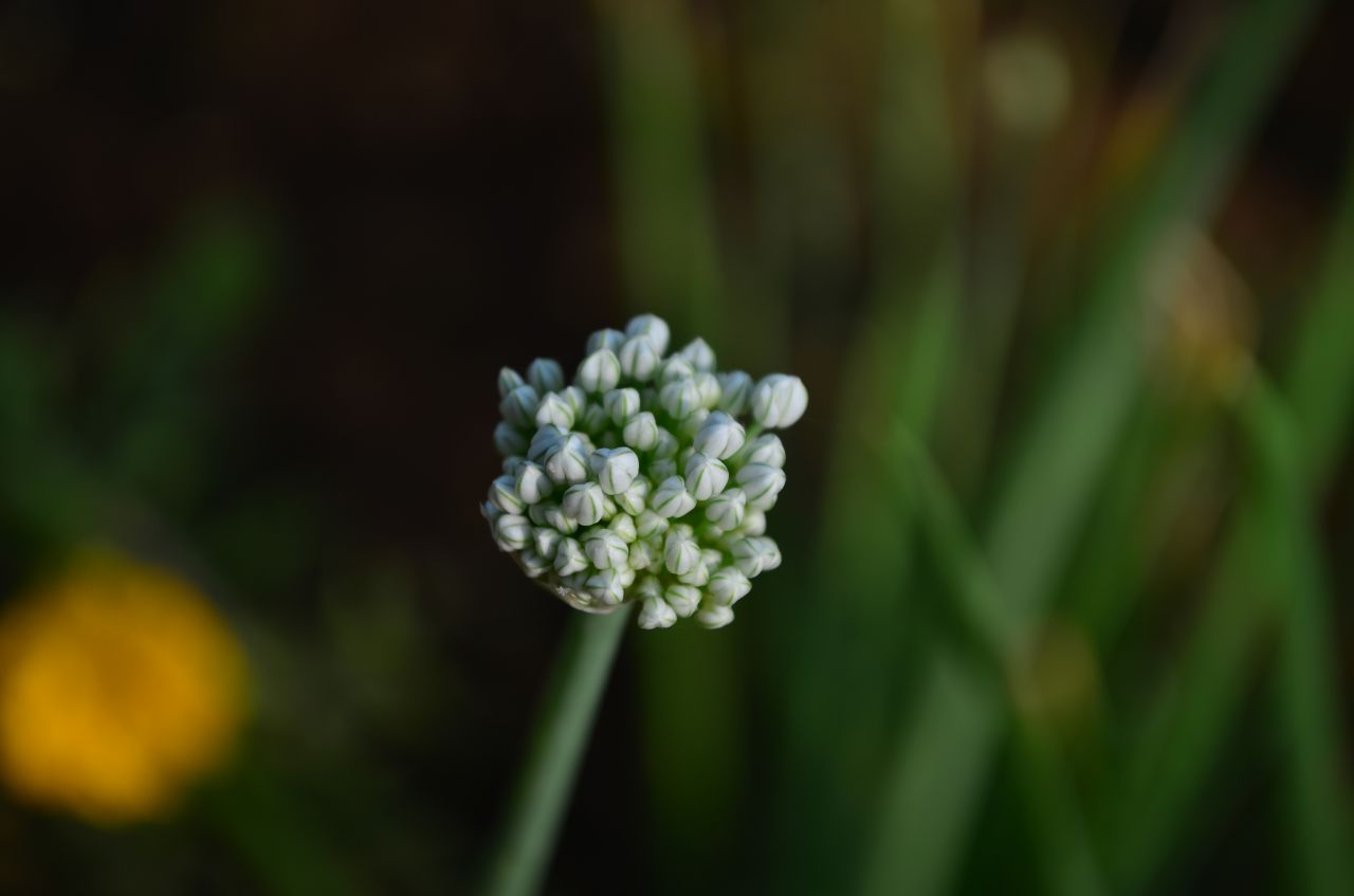 Flower Pod Stock Free