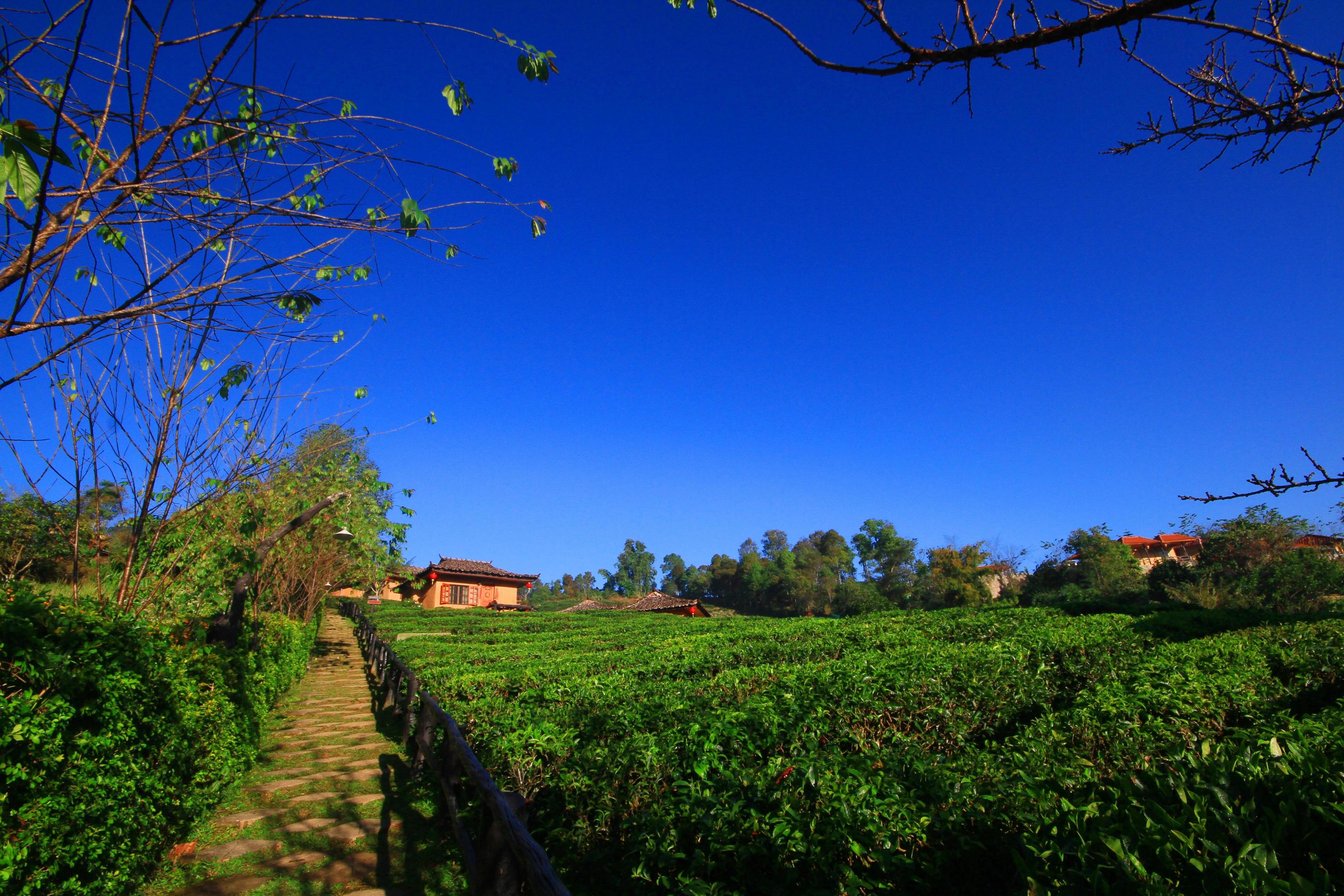 Beautiful landscape Tea Plantation on the mountain of Lee Wine Ruk Thai Resort, Thailand Stock Free