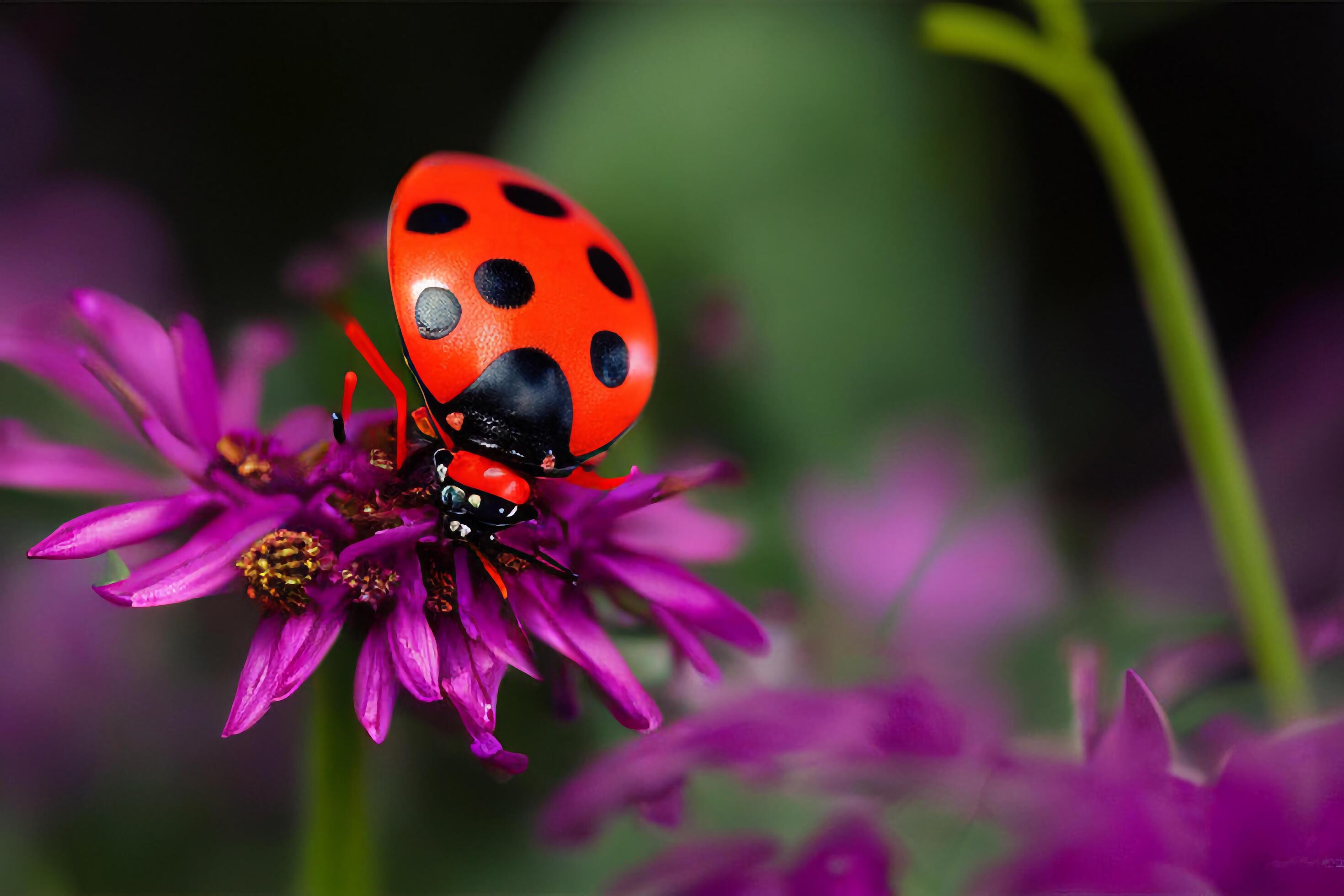 The ladybug on the flower with . Stock Free