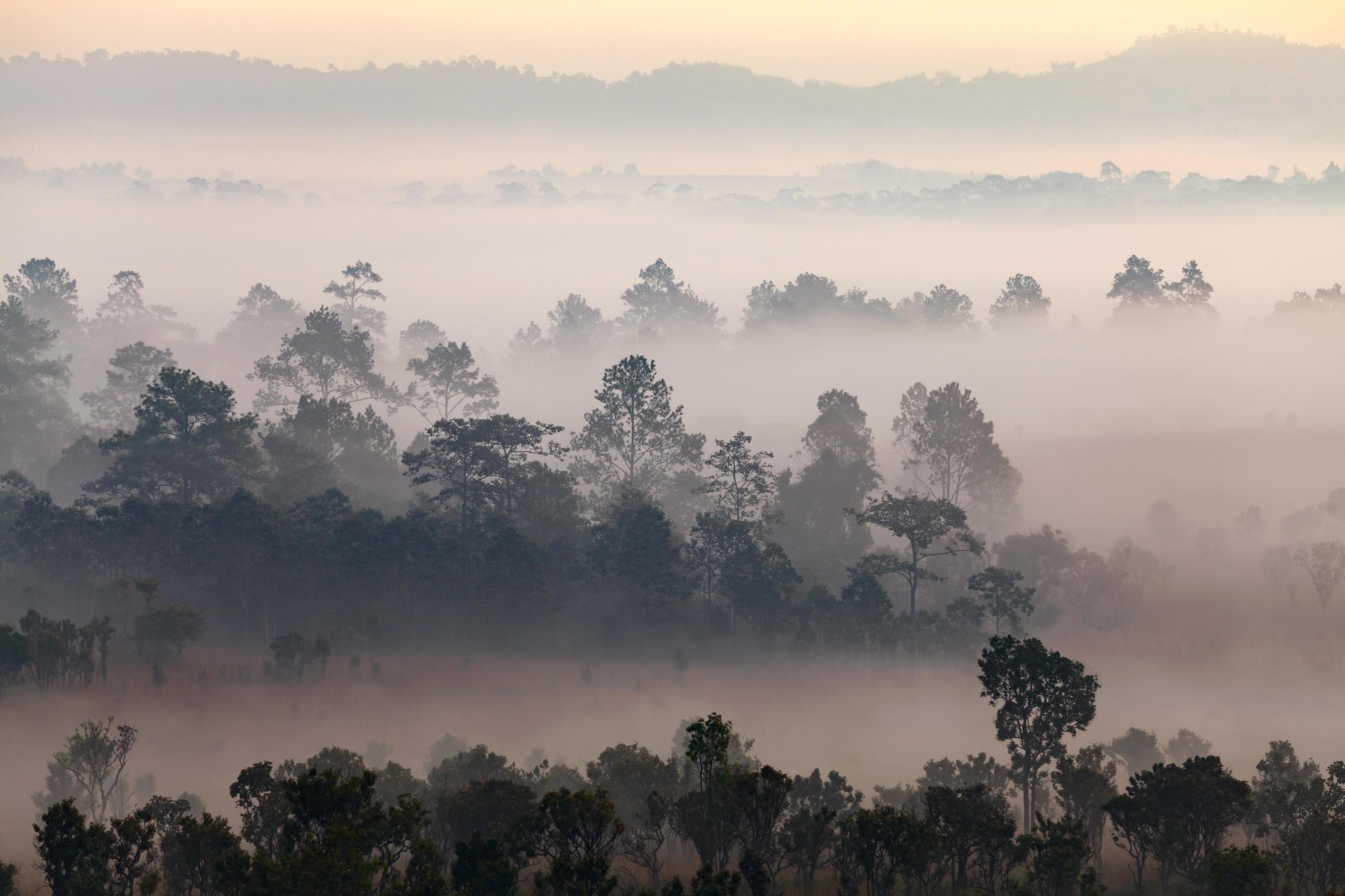 Fog in forest at Thung Salang Luang National Park Phetchabun,Thailand Stock Free