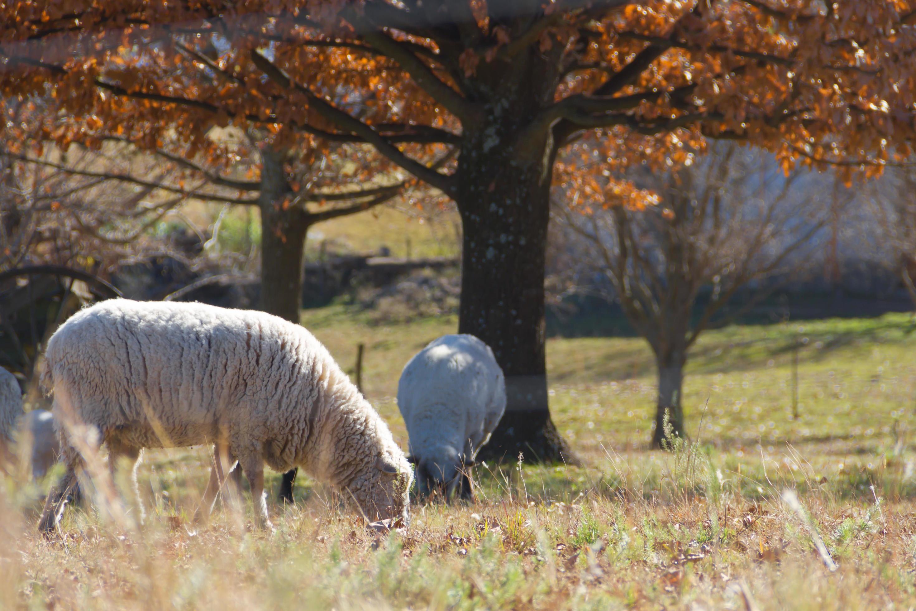 sheep grazing in the Cordoba mountains in Argentina Stock Free