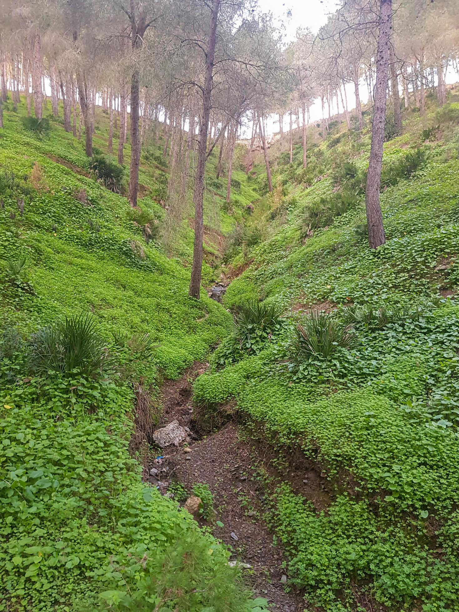 Explore the landscape of natural mountain grass among the pine trees Stock Free