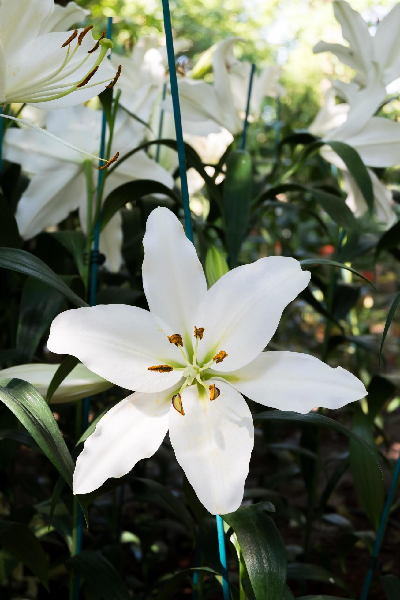 Beautiful white lily flower in botanic garden floral decoration Stock Free