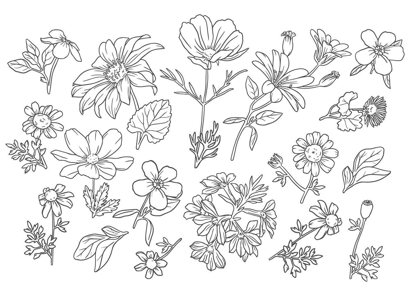 Collection of Outline Wild Flowers Stock Free