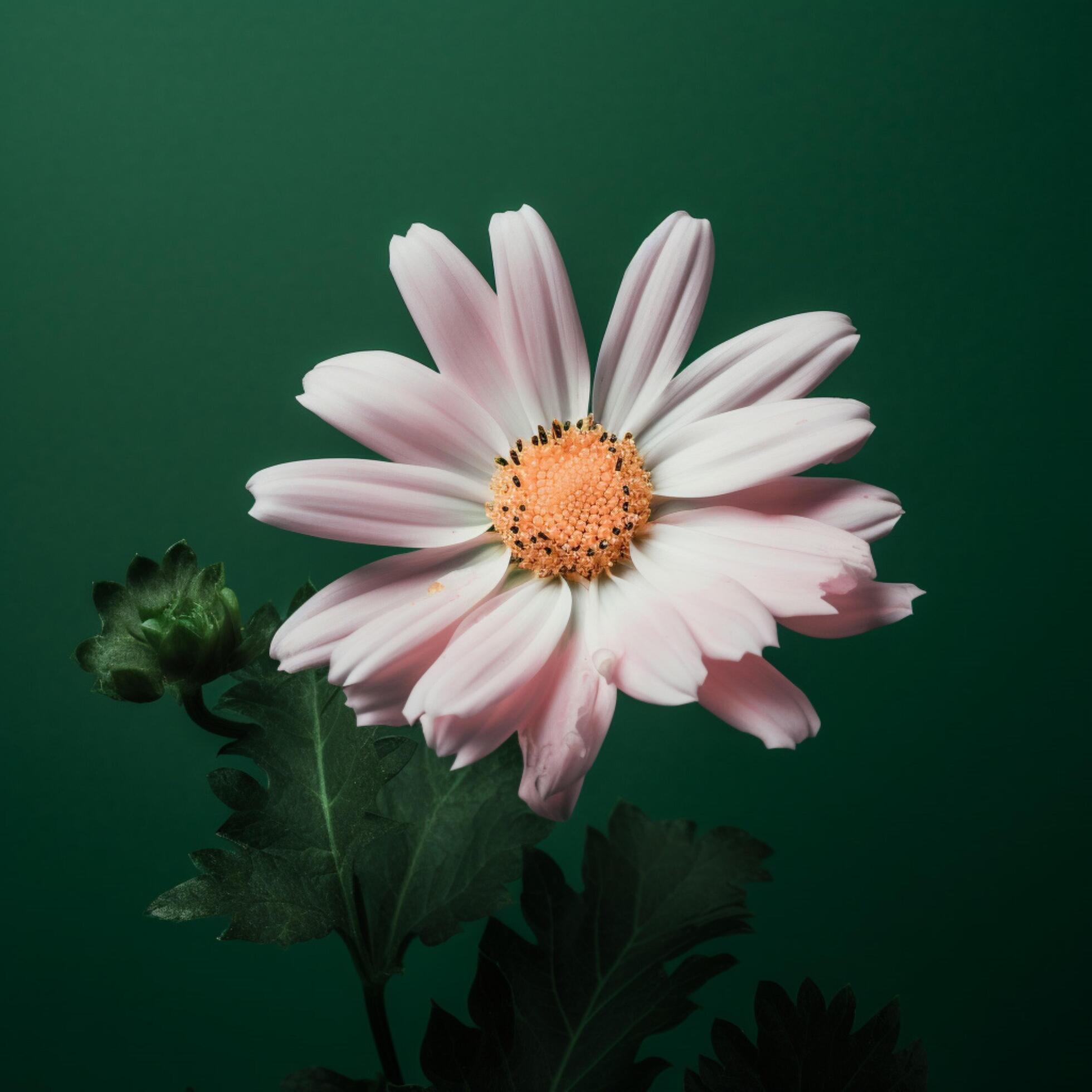 A pink and white flower with a green background Stock Free