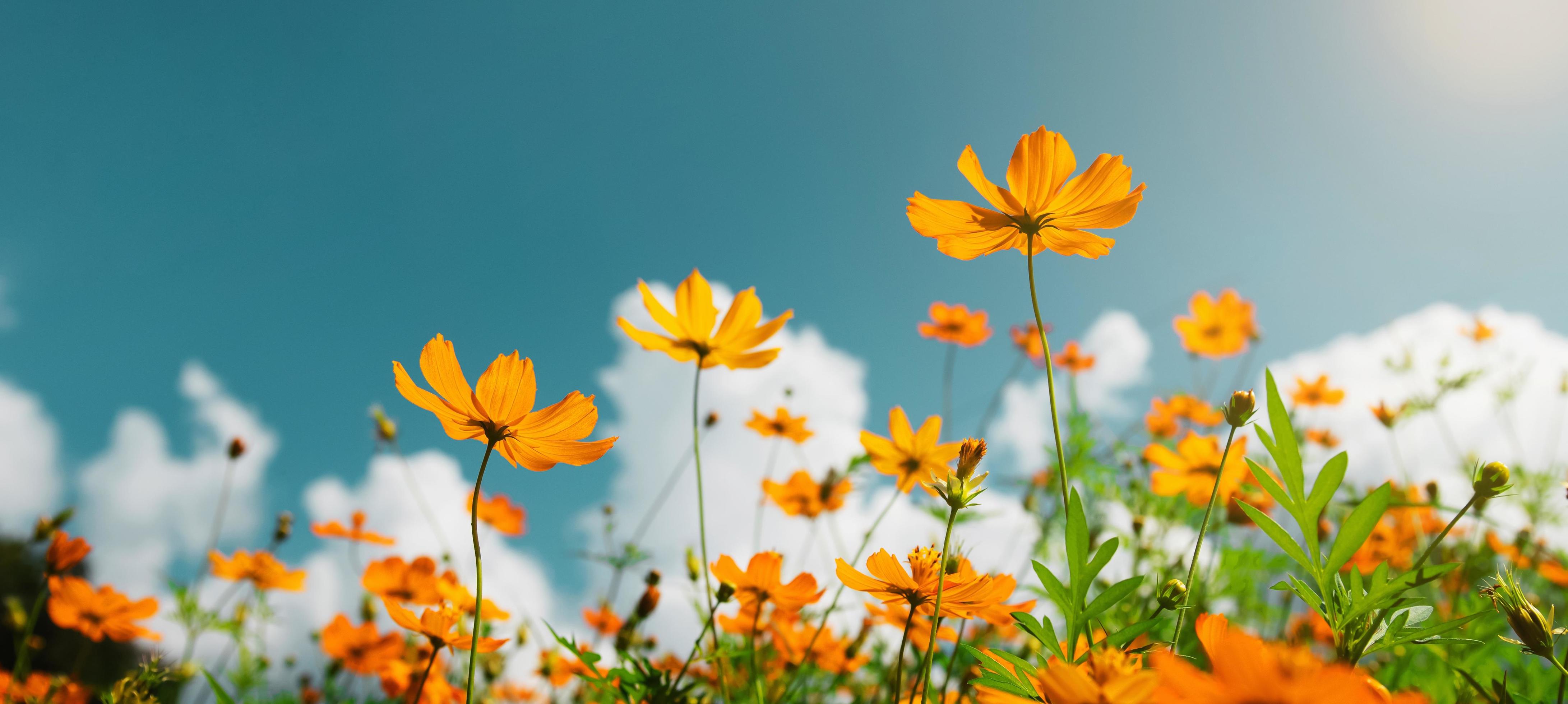 yellow flower cosmos bloom with sunshine and blue sky background Stock Free