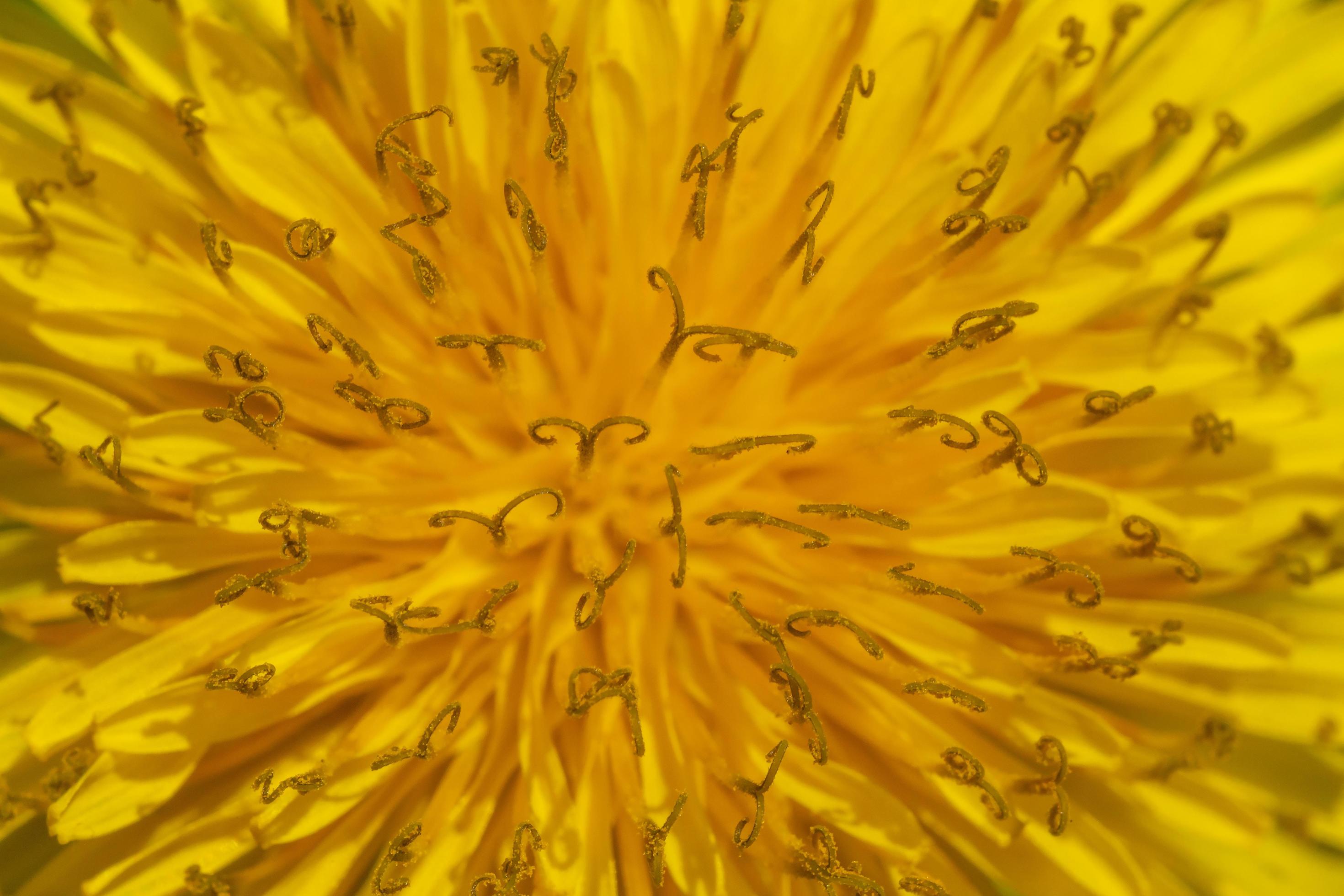 close up of yellow dandelion flower Stock Free