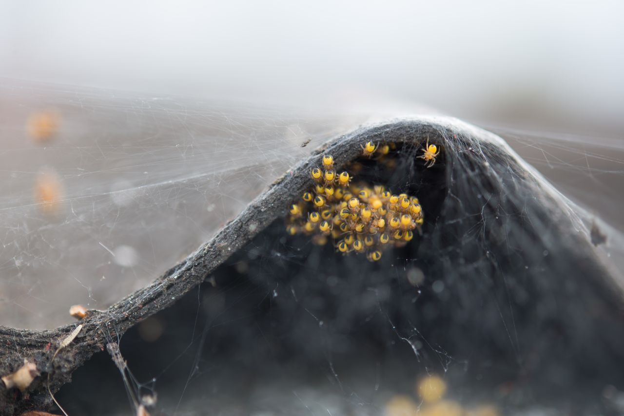 Group of spiders Stock Free