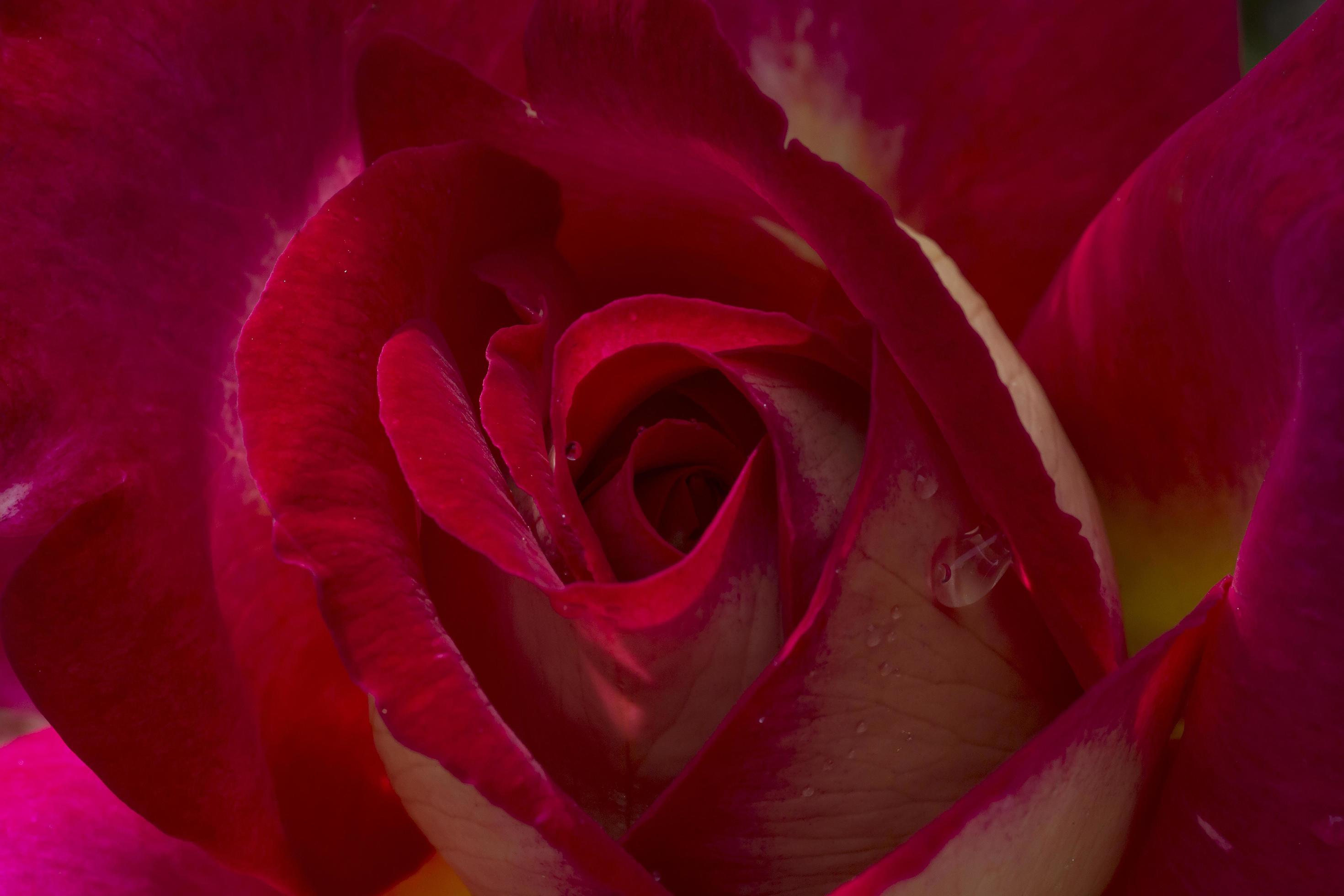 close up of pink rose flower Stock Free