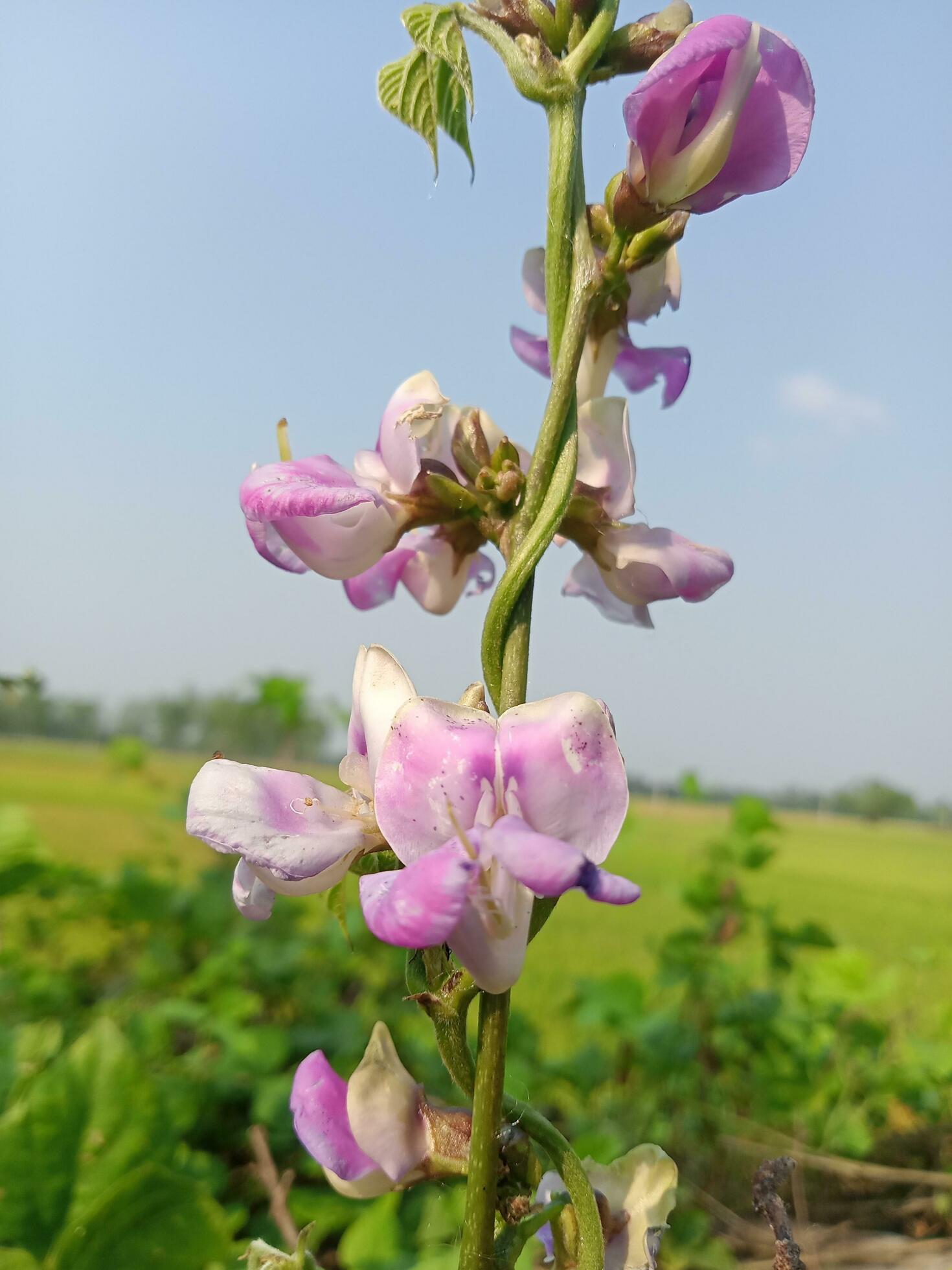 Hyacinth bean, beauty flower, beauty nature Stock Free