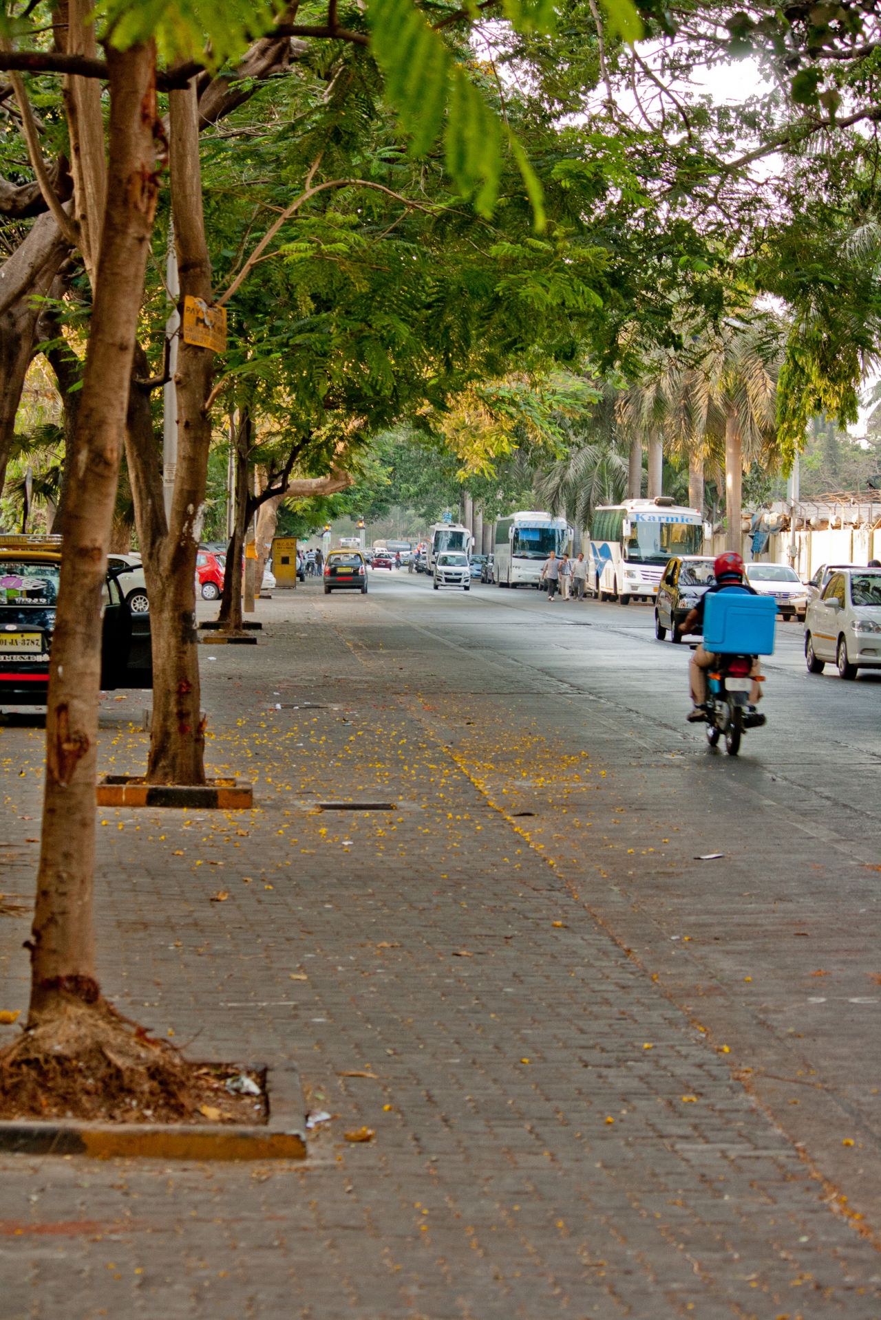 Tree Lined Street Stock Free